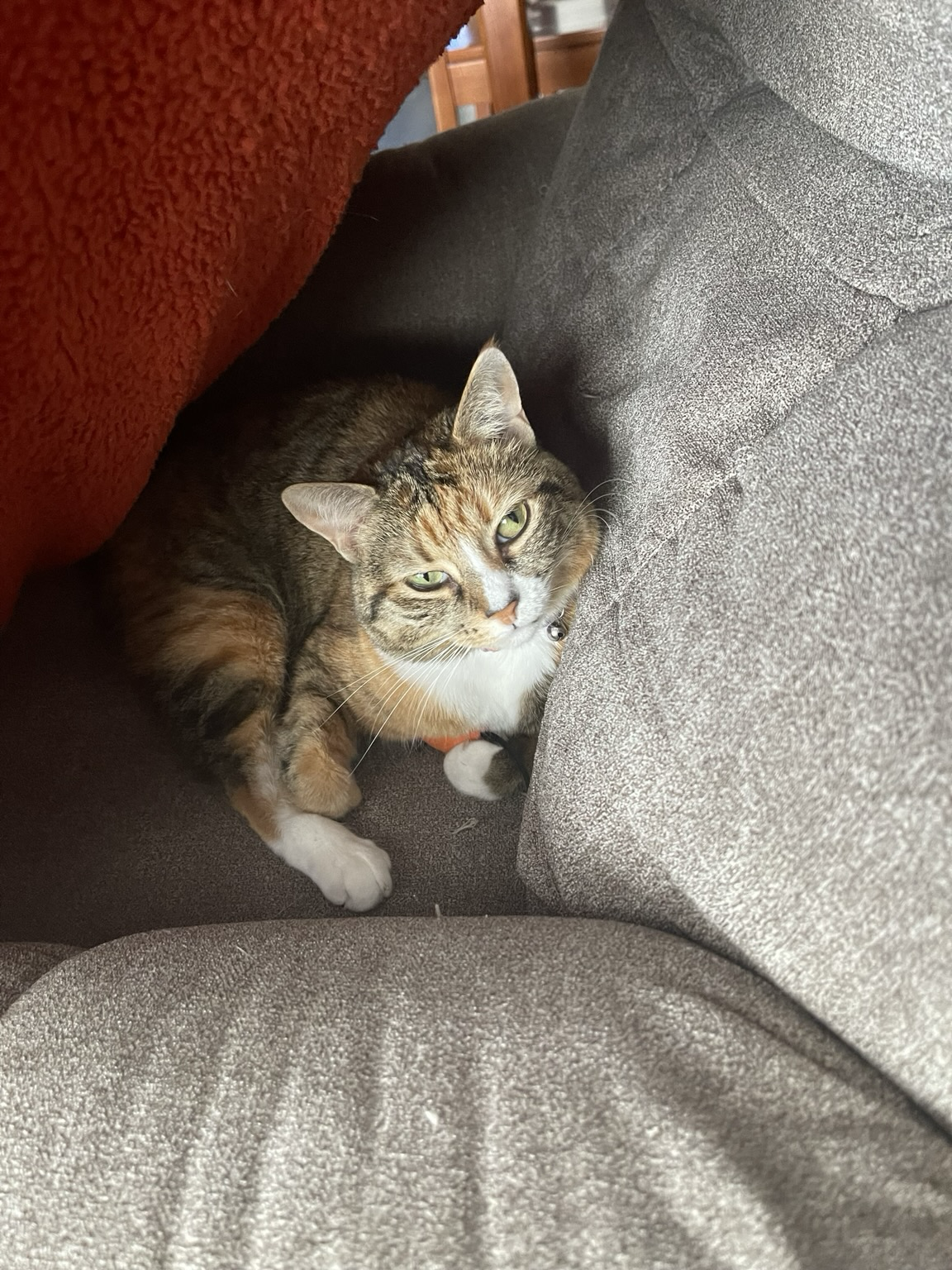 Calico tabby cat curled up on a beige chair which has been draped over top with a dark orange blanket
