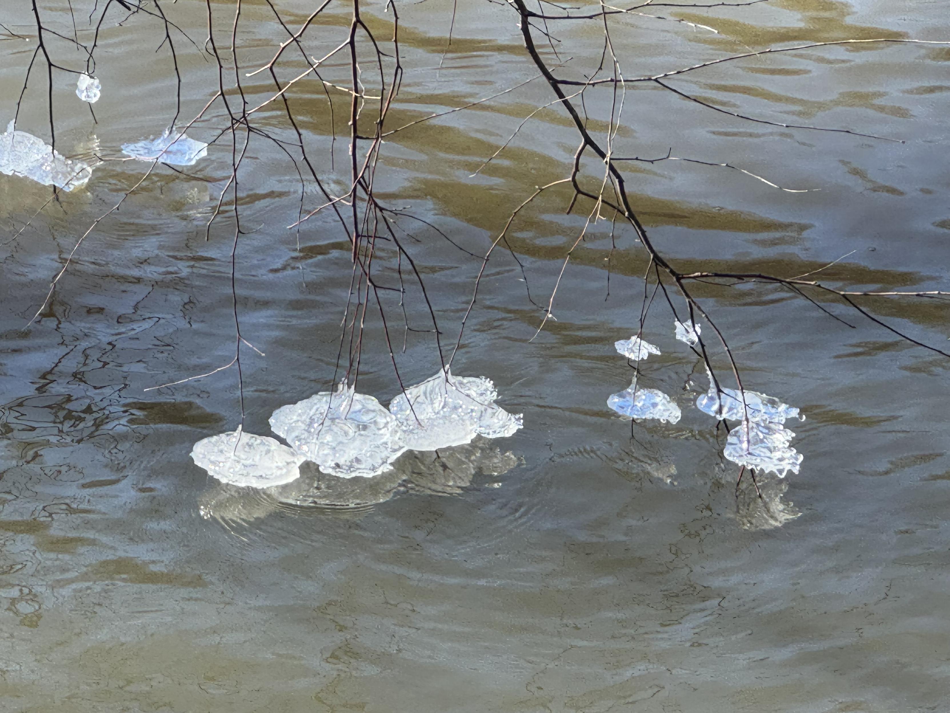 Some quite odd ice formations, like disks at the end of tree branches which are just brushing the surface of the river.  Each time they dip and come back up, they must have added to the ice, which is now about 4-5" in diameter at the end of each branch tip.  Again, never seen anything quite like this.

Several trees had this same ice behavior.

Did I mention how cold it was?  And that there was wind?  And that we were the only people to be sitting outside?