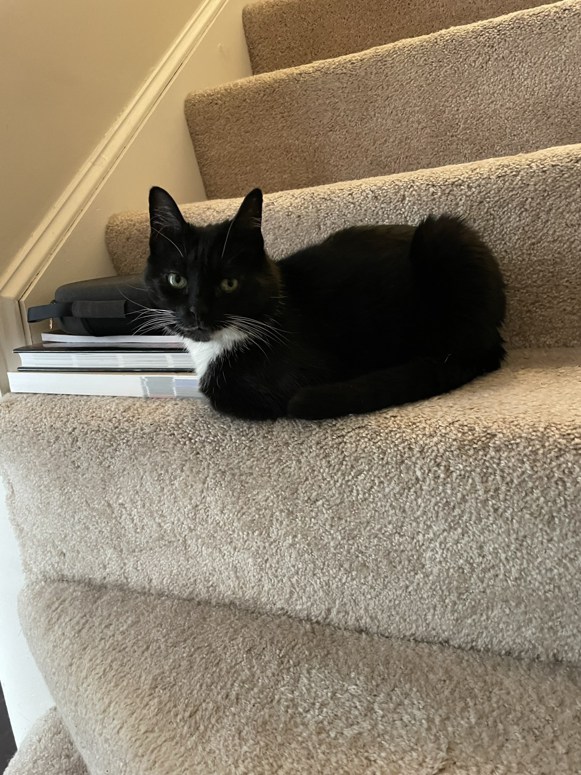 Tuxedo cat loafing on beige carpeted stairs. Some books are stacked on the left