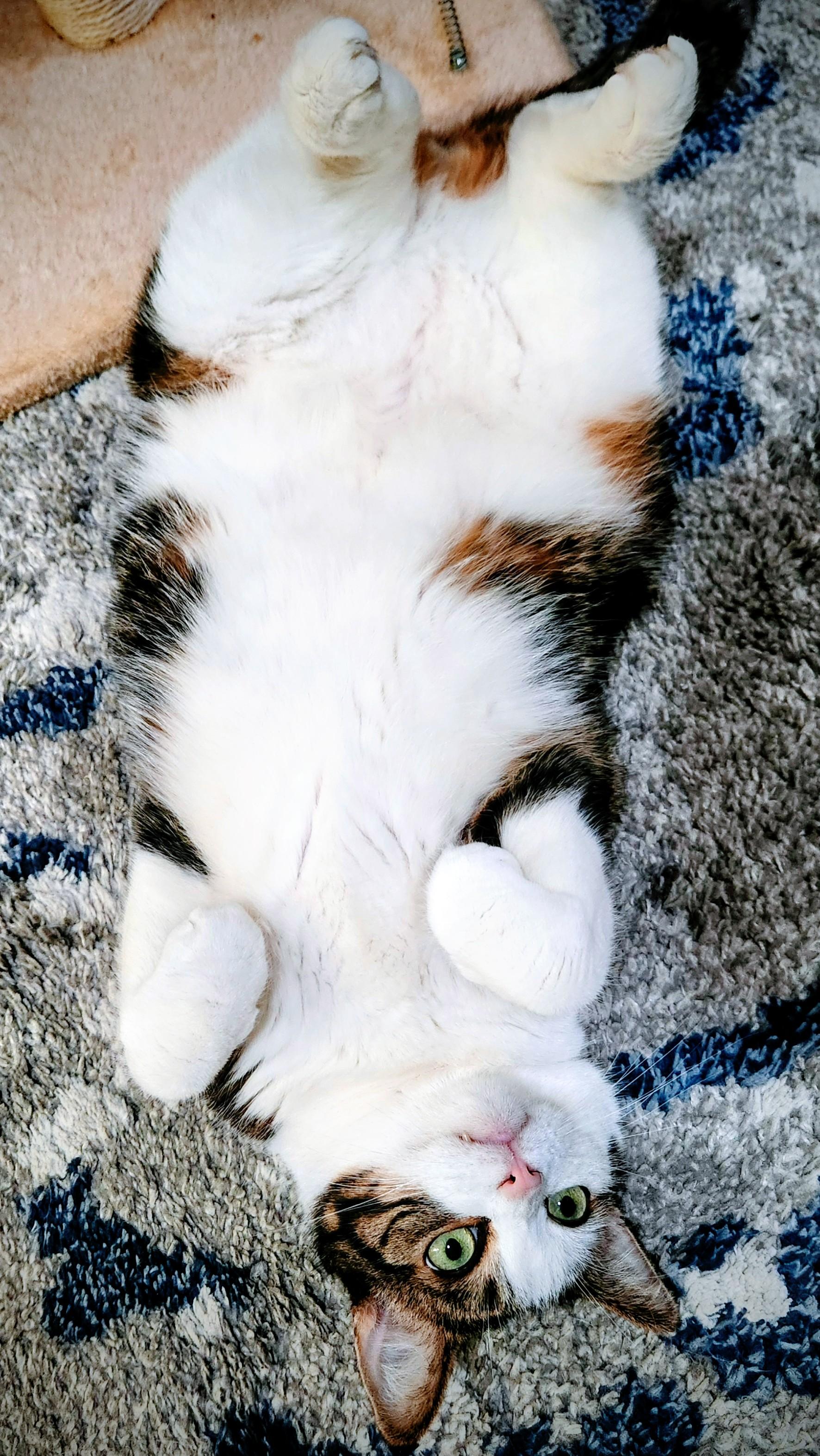 Blaze asking for a belly rub