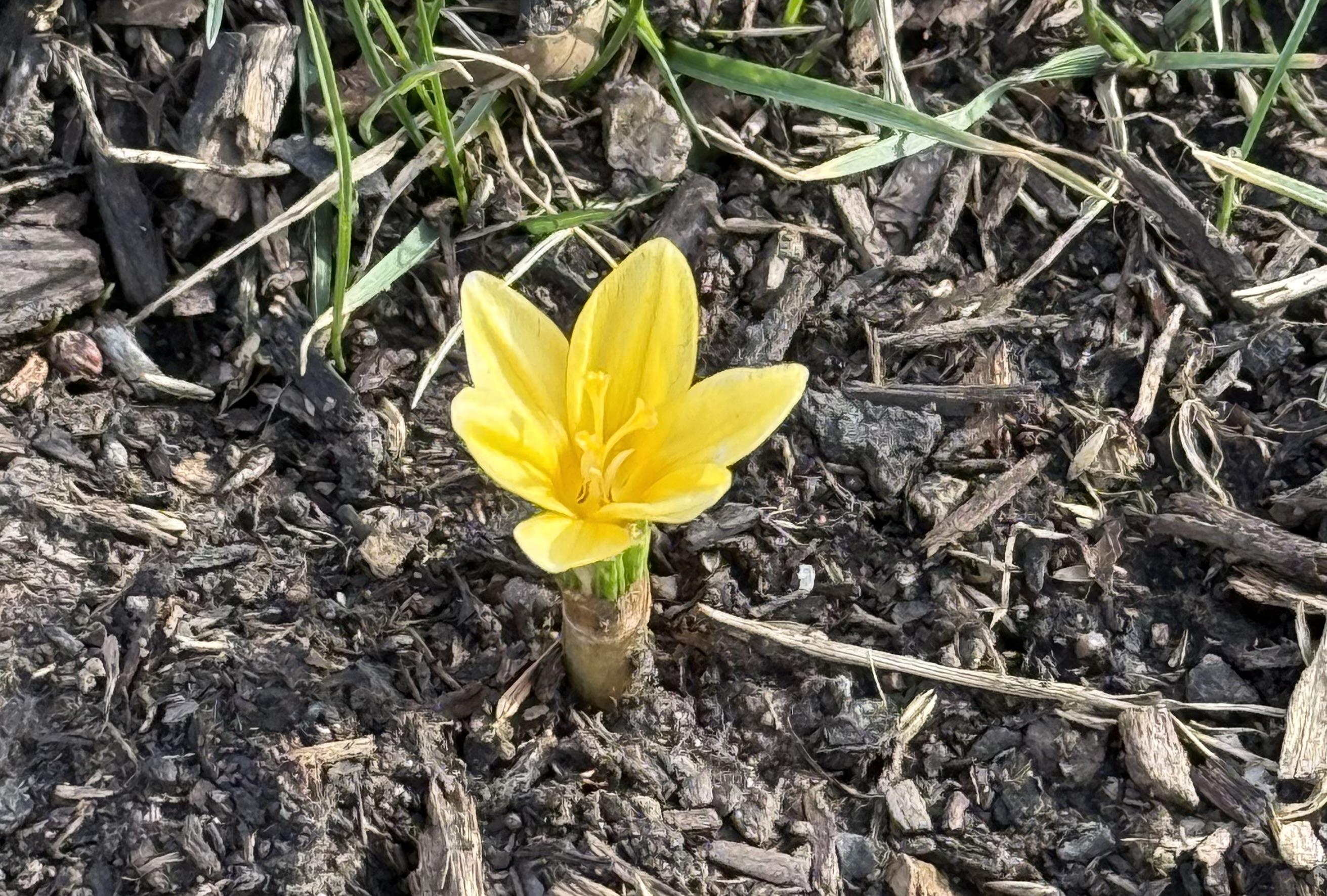One bright and cheerful yellow crocus popping up through the compost