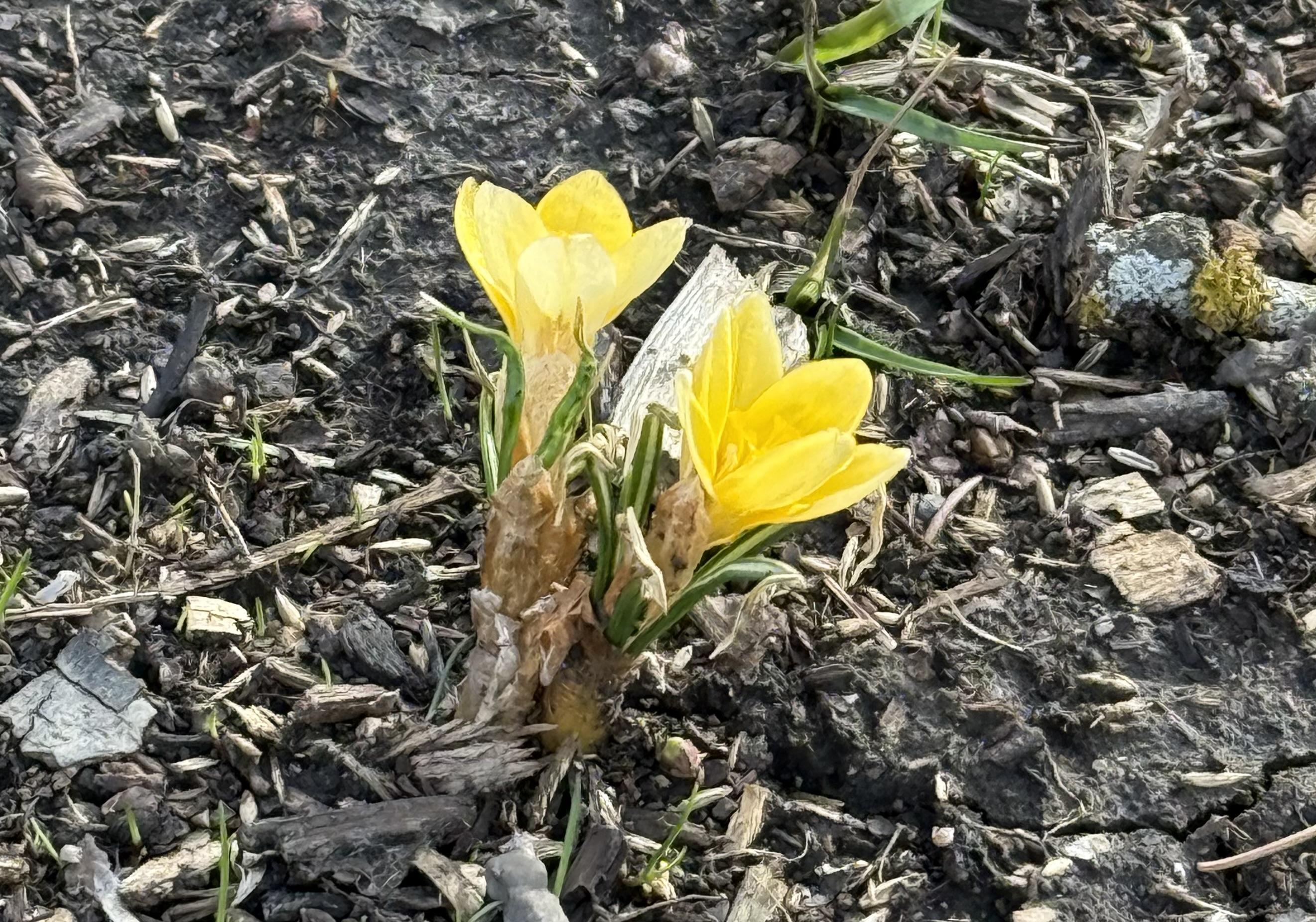 Two bright and cheerful yellow crocus popping up through the compost