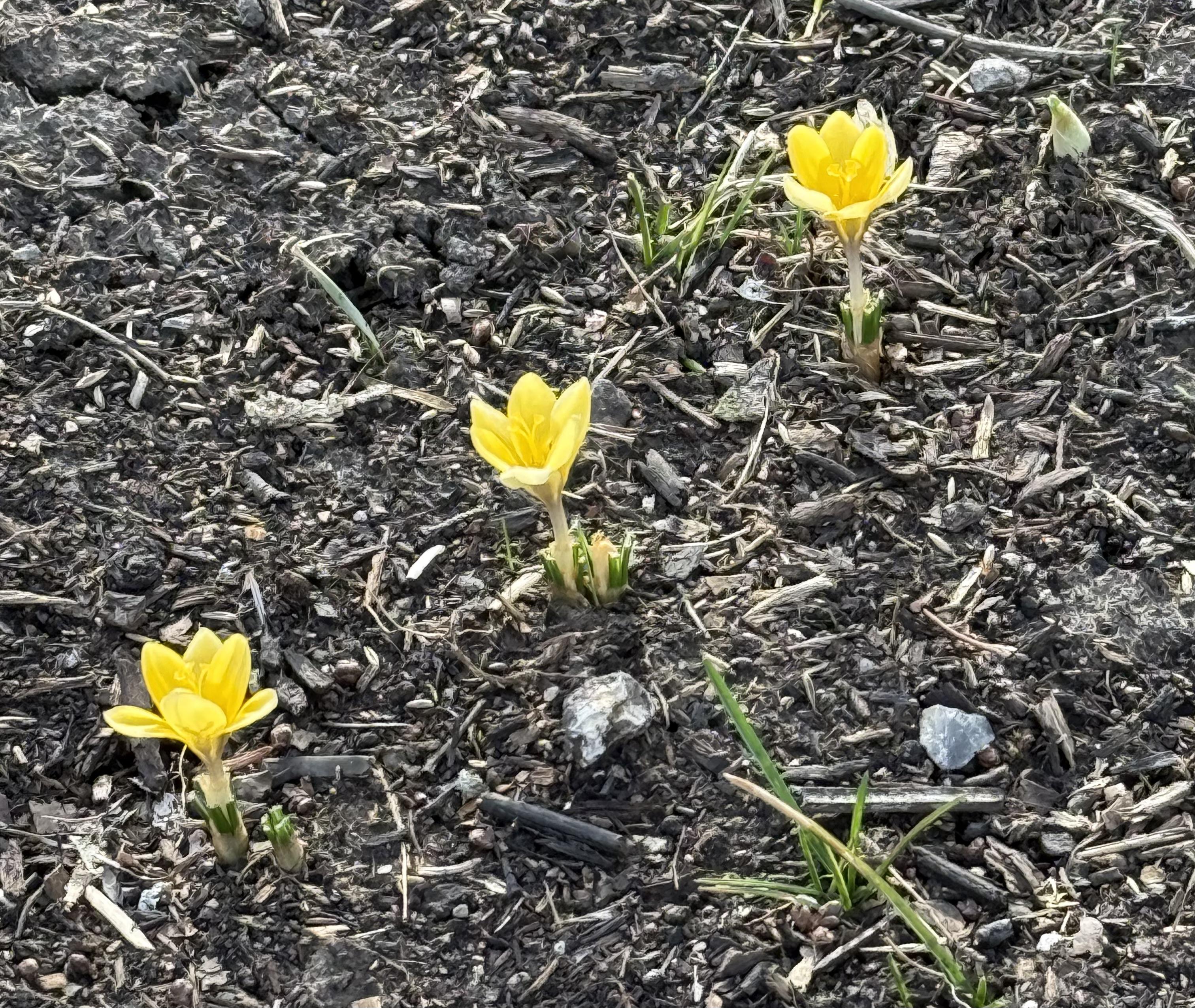 THREE bright and cheerful yellow crocus popping up through the compost