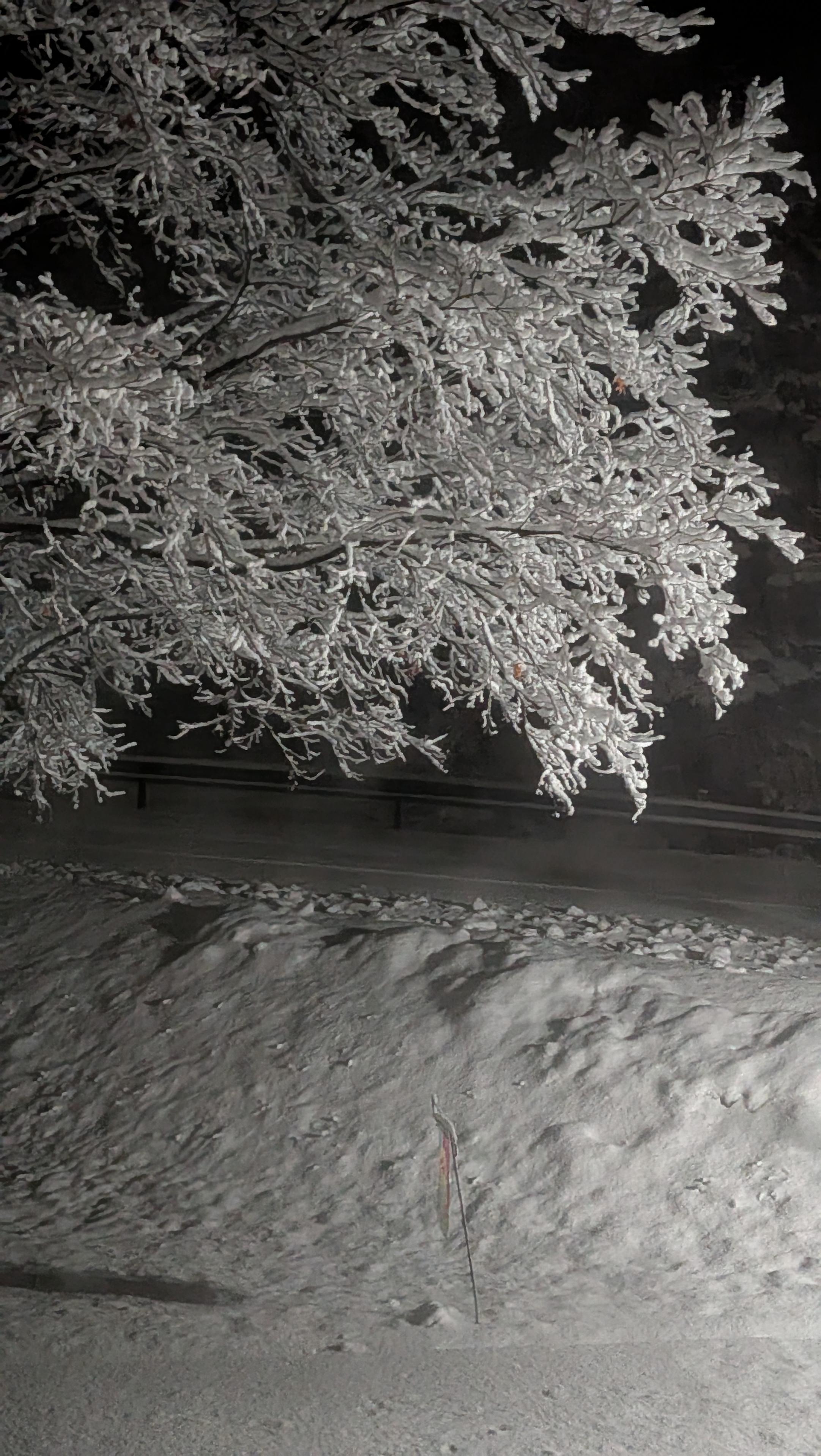 snow covers the ground and every large and small beach of a tree, lit by a yard lantern