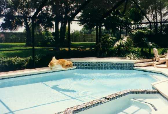 I've posted this before, but apt for today.  Czar, the World's Greatest Golden Retriever is currently mid-leap into a turquoise swimming pool on a sunny day.  If you look carefully, you can see the tennis ball he is after, and his shadow on the water.  He was dry in this second, but not for long.

The pool is inside a screened lanai in Florida, with large trees and green grass outside, and a palm tree in the corner of the pool deck.

This is a very old picture, and not very good resolution.  But it is one of my favorites.  We call it "Czar Fly"