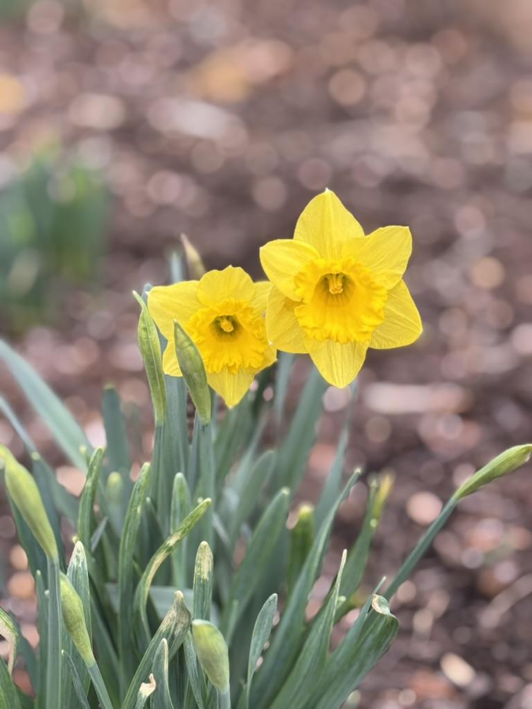 A couple of confused daffodils, to bring sunshine onto your mountain.