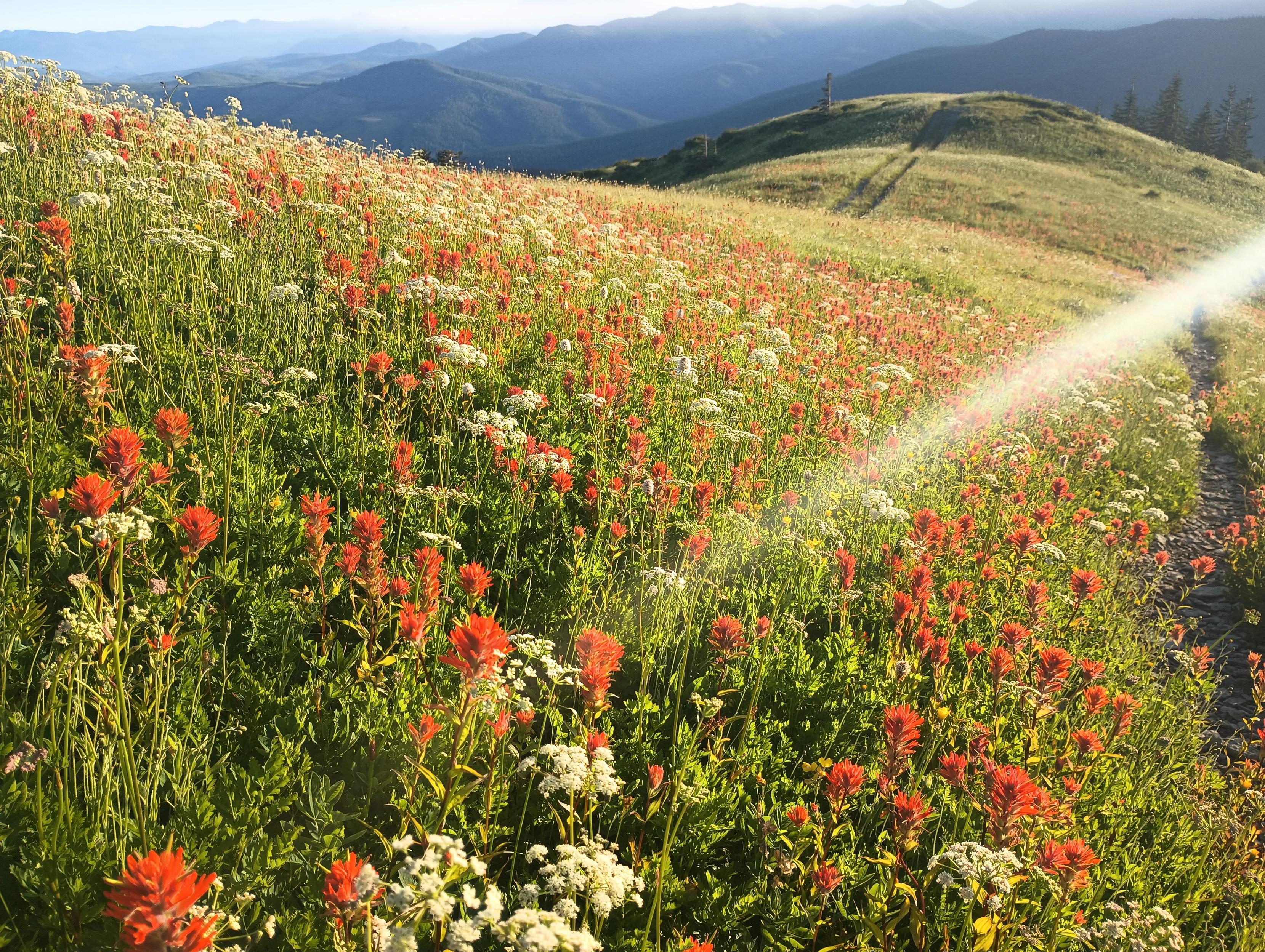 The trail on our right borders a meadow in a riot of white and red flowers as it flows down the hill on a bright sunny morning.