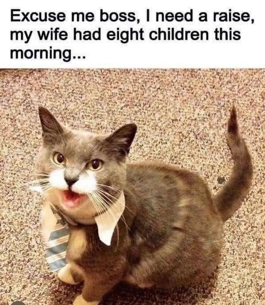 A brown cat with a blue-white striped neck tie, looking up at you: "Excuse me boss, I need a raise, my wife had eight children this morning".