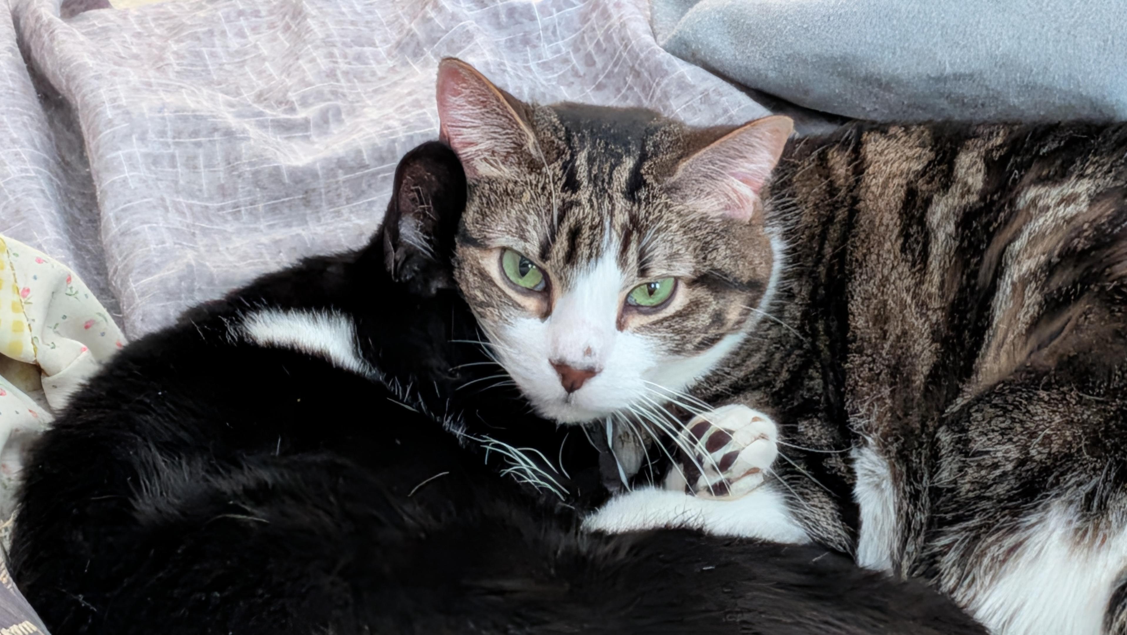 A brown and white tabby cat stares with green eyes into the camera with front legs wrapped protectively around a curled and sleeping tuxedo cat.