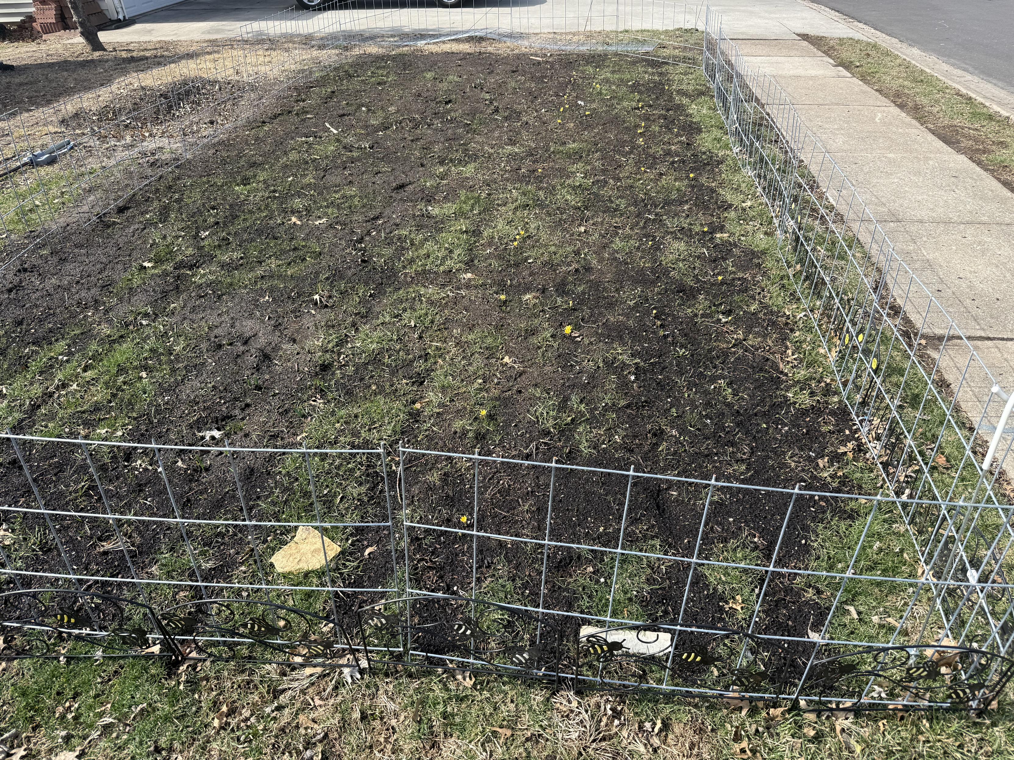 A rectangle of nice dark rich soil and compost with sparse new grass and a few remaining yellow crocus blooms. It is surrounded by makeshift modular fencing made out of cut sections of handy panels.
