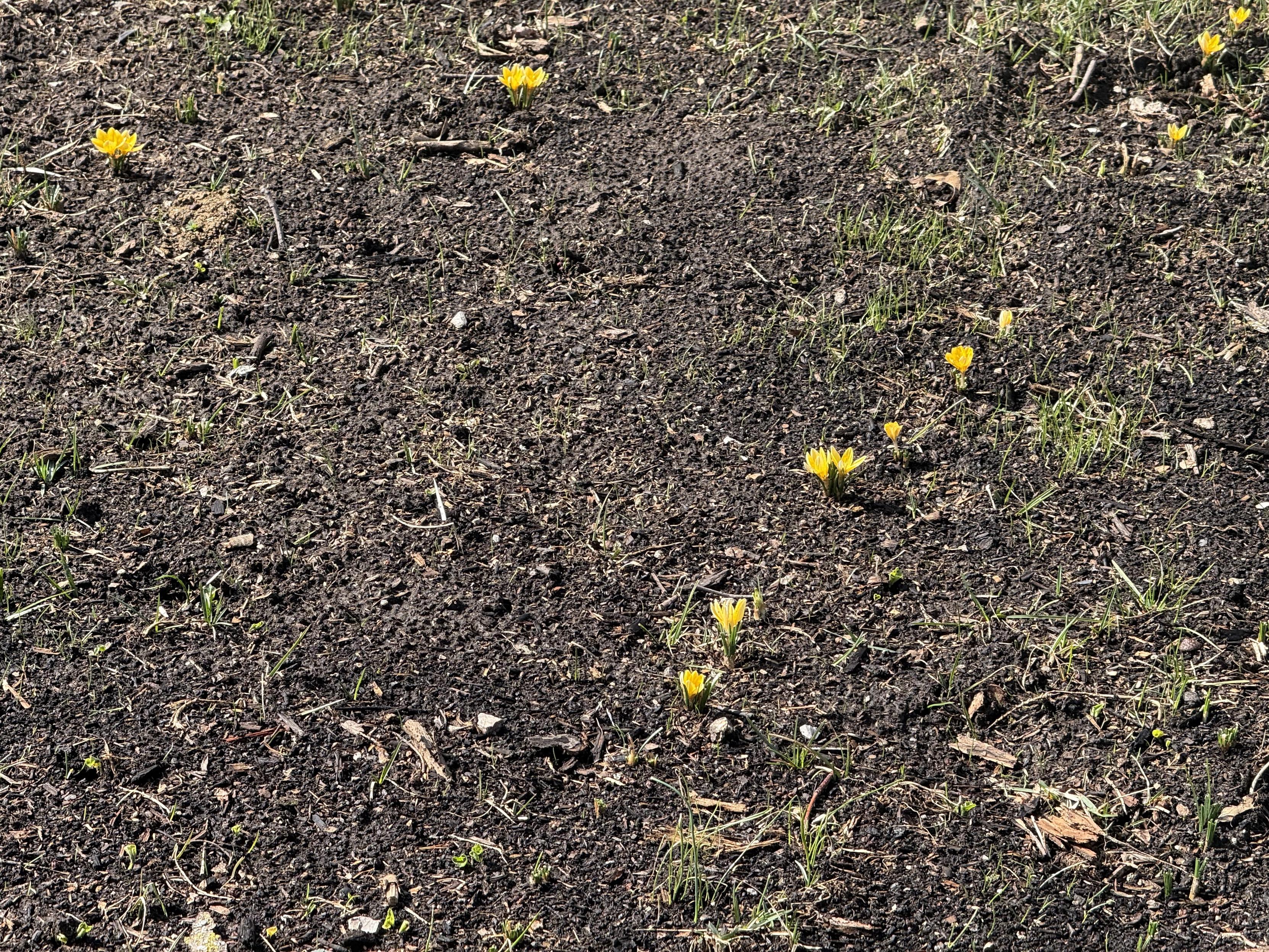 Sad crocus that have had all of their leaves eaten, but are still trying to bloom. There’s a fair chance they might make it to next year. I sure hope so.