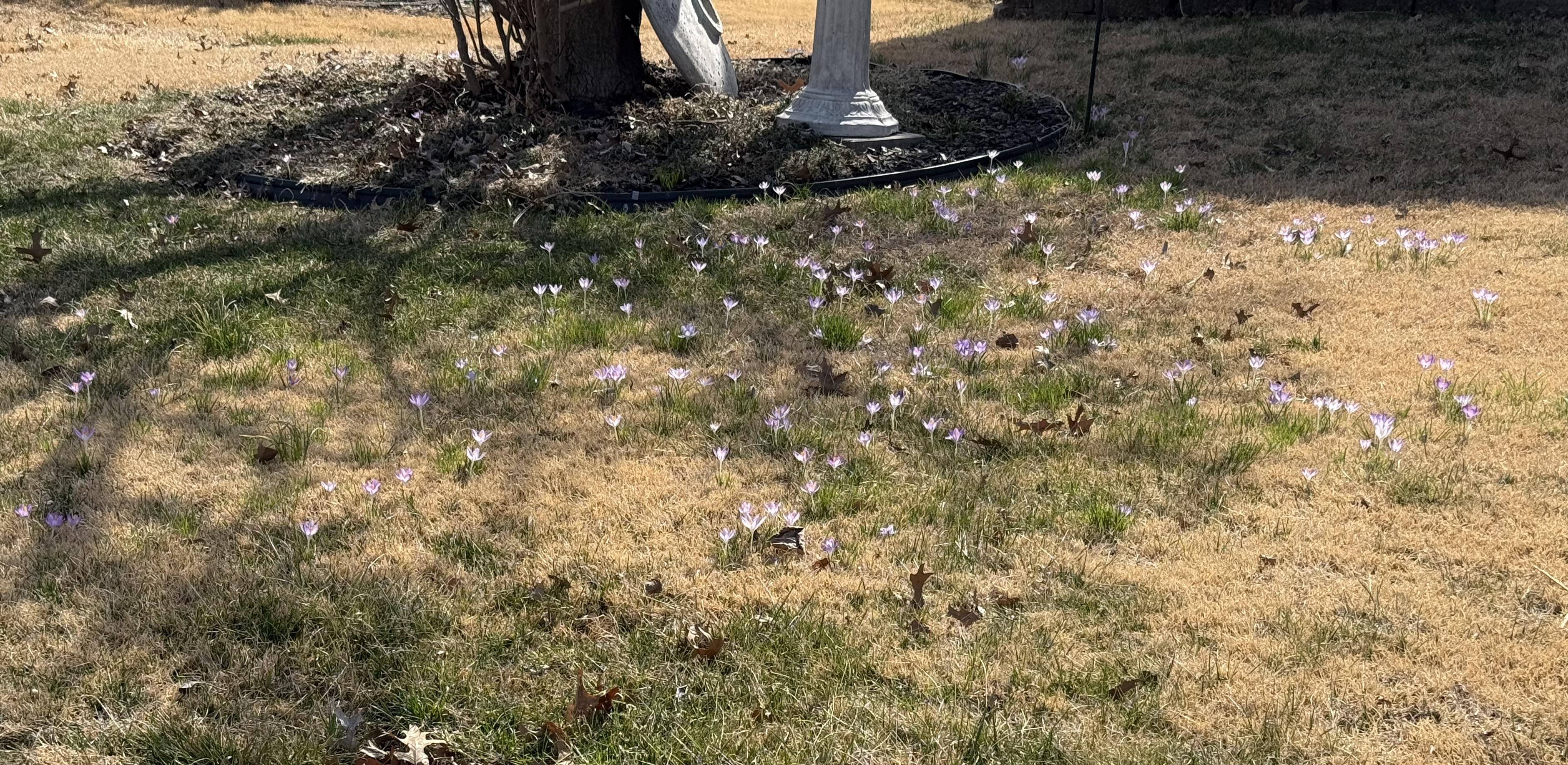 Gorgeous purple crocus throughout a patchy lawn, looking mighty fine under a tree