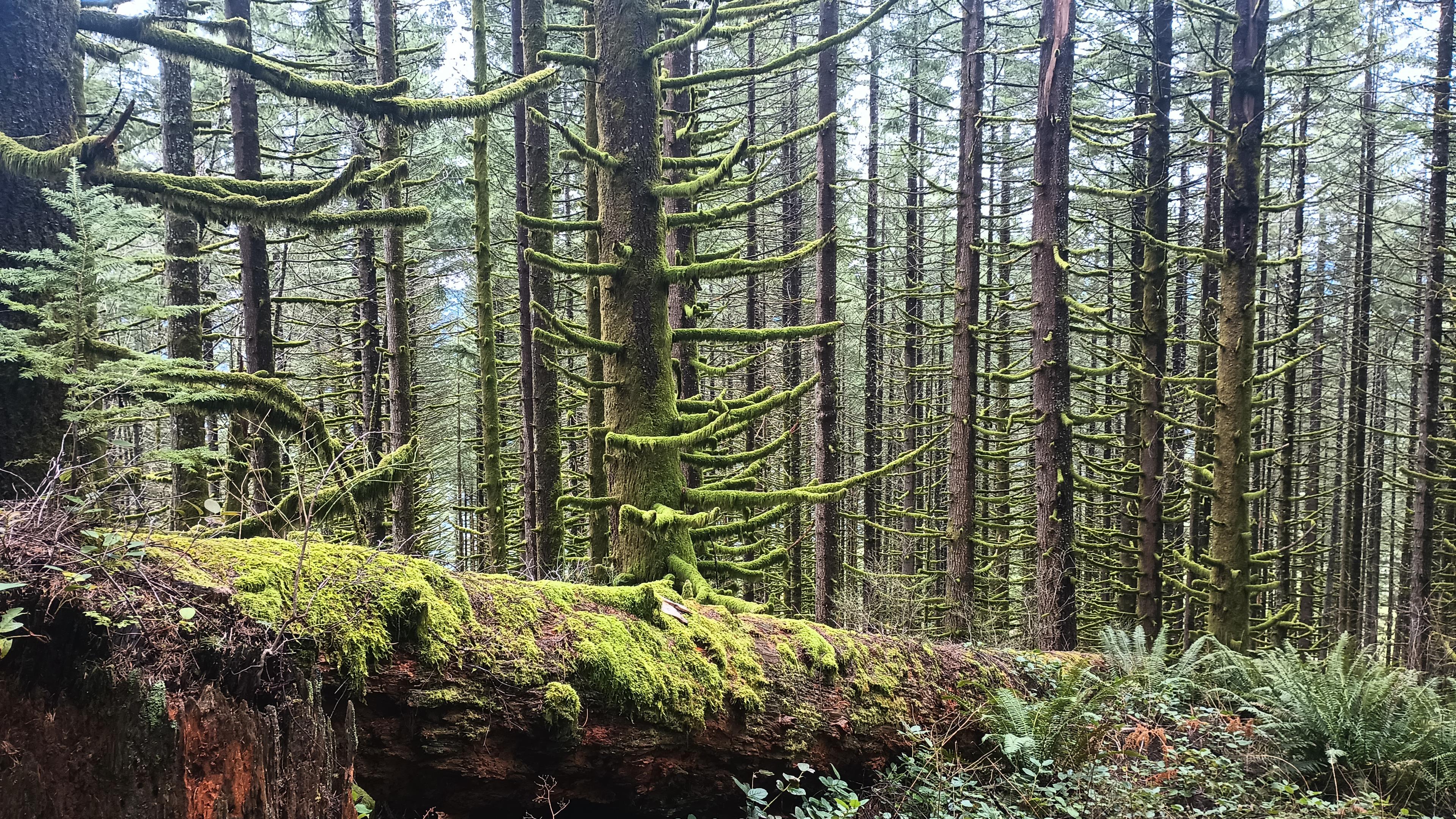 A fallen trunk lying horizontal in a forest of many fir trees. The framing is of their lower trunks and branches and everything is covered in moss.