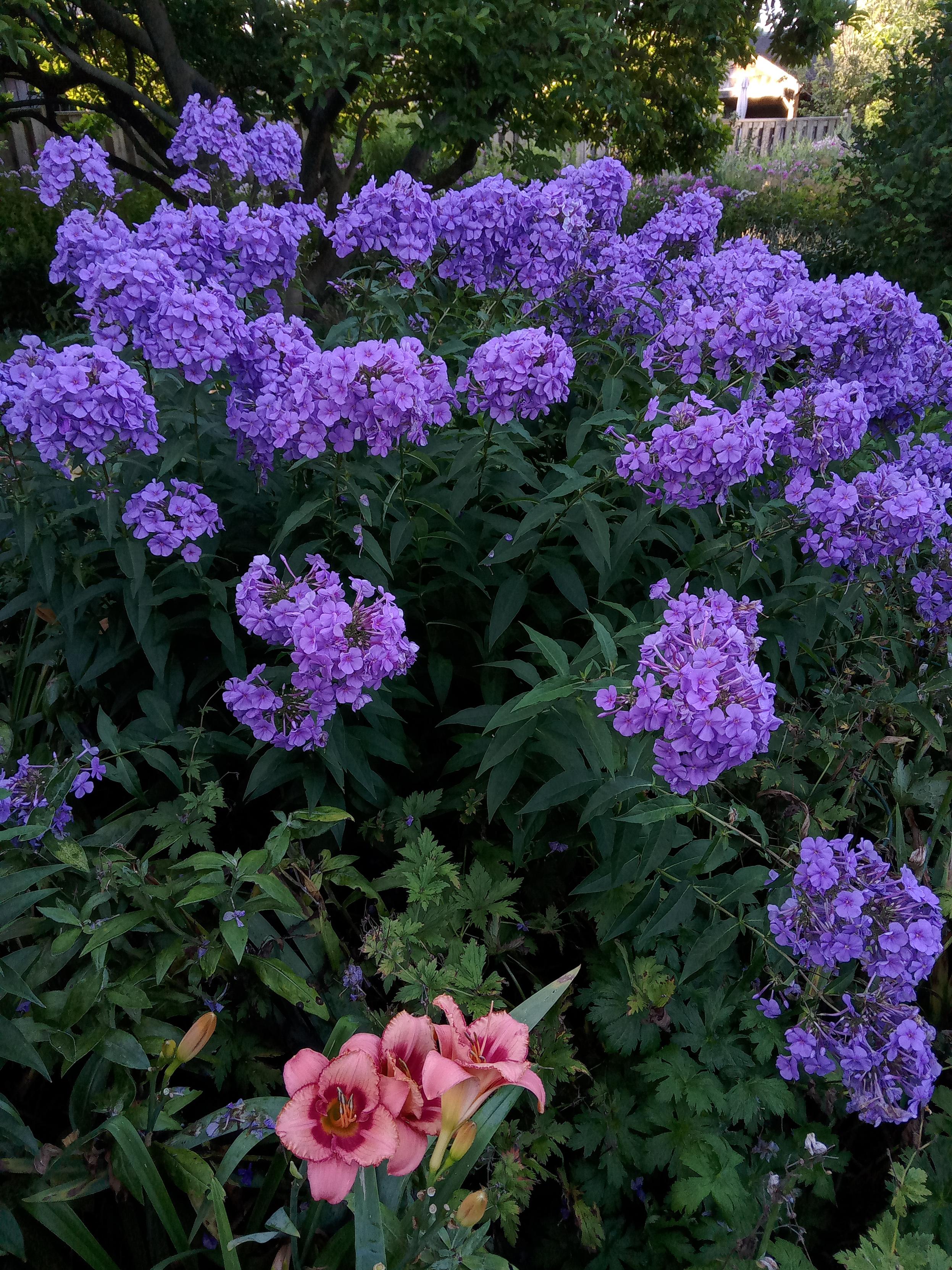 In the center there are tall purple flowers with large heads made up of a cluster of very small flowers. Down at the bottom is a small stanza of bright  orange day lilies.  At the very top right you can see the rising sun spotlighting  the neighbor's  pool house.