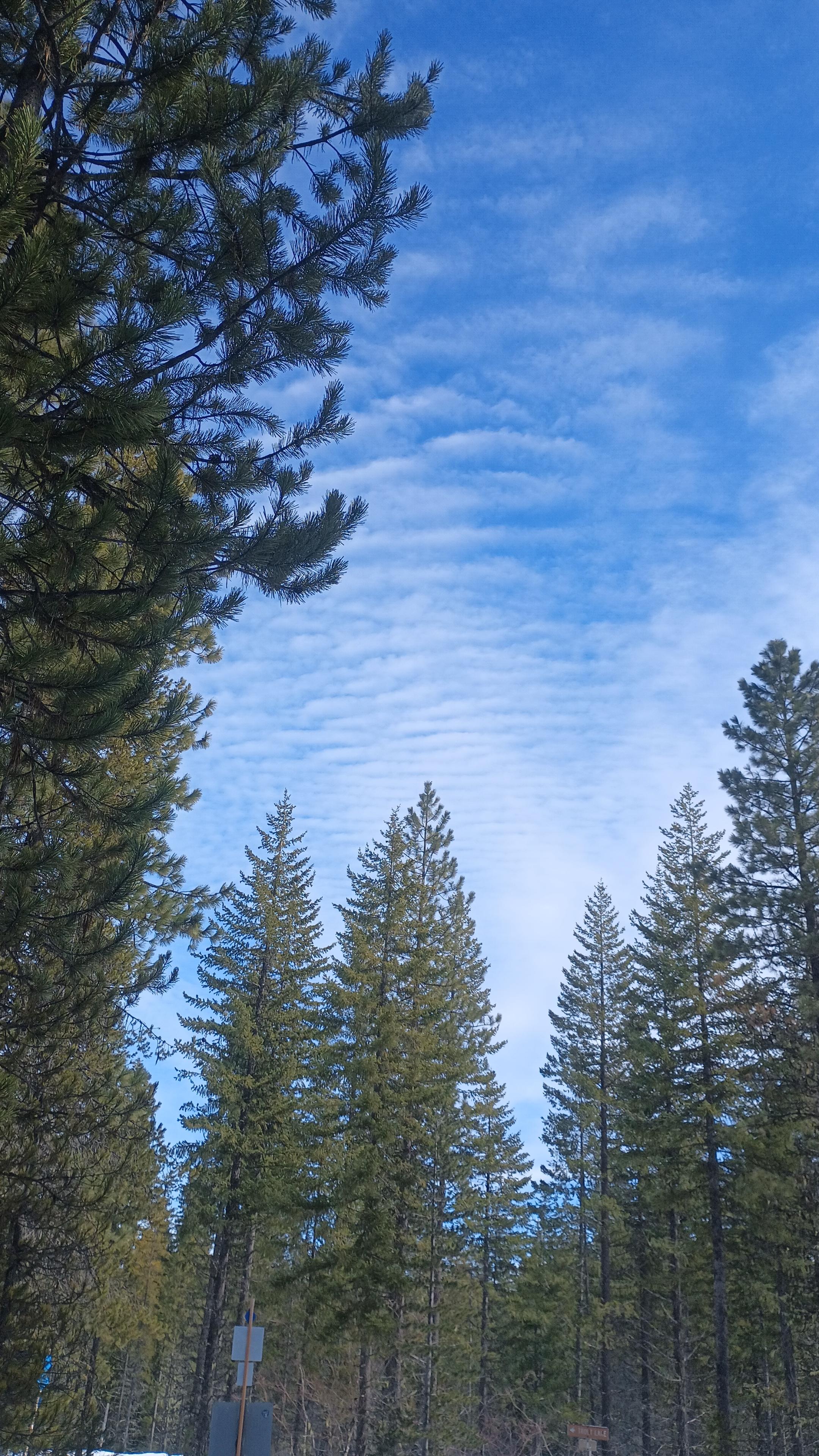 Fish scale clouds in a bright blue sky.