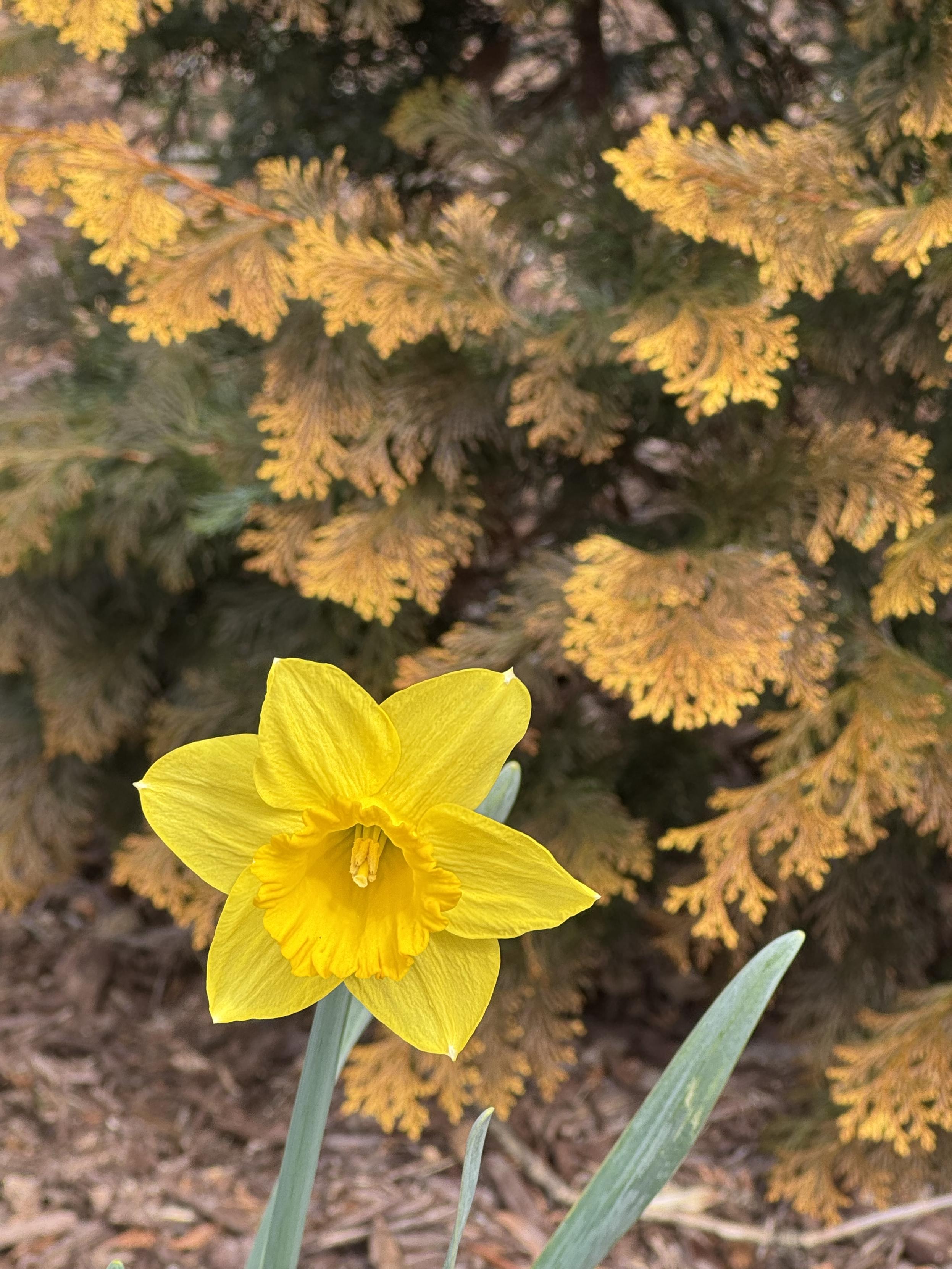 A brilliant yellow daffodil in full bloom, with a few of its green spiky leaves visible, is blooming in front of a yellow-tinted evergreen bush.  The Hinoki is the only survivor of 4 plants places here under our large oak, and I think this is the first year it has actually shown it's yellow finery.  Very fond of it.