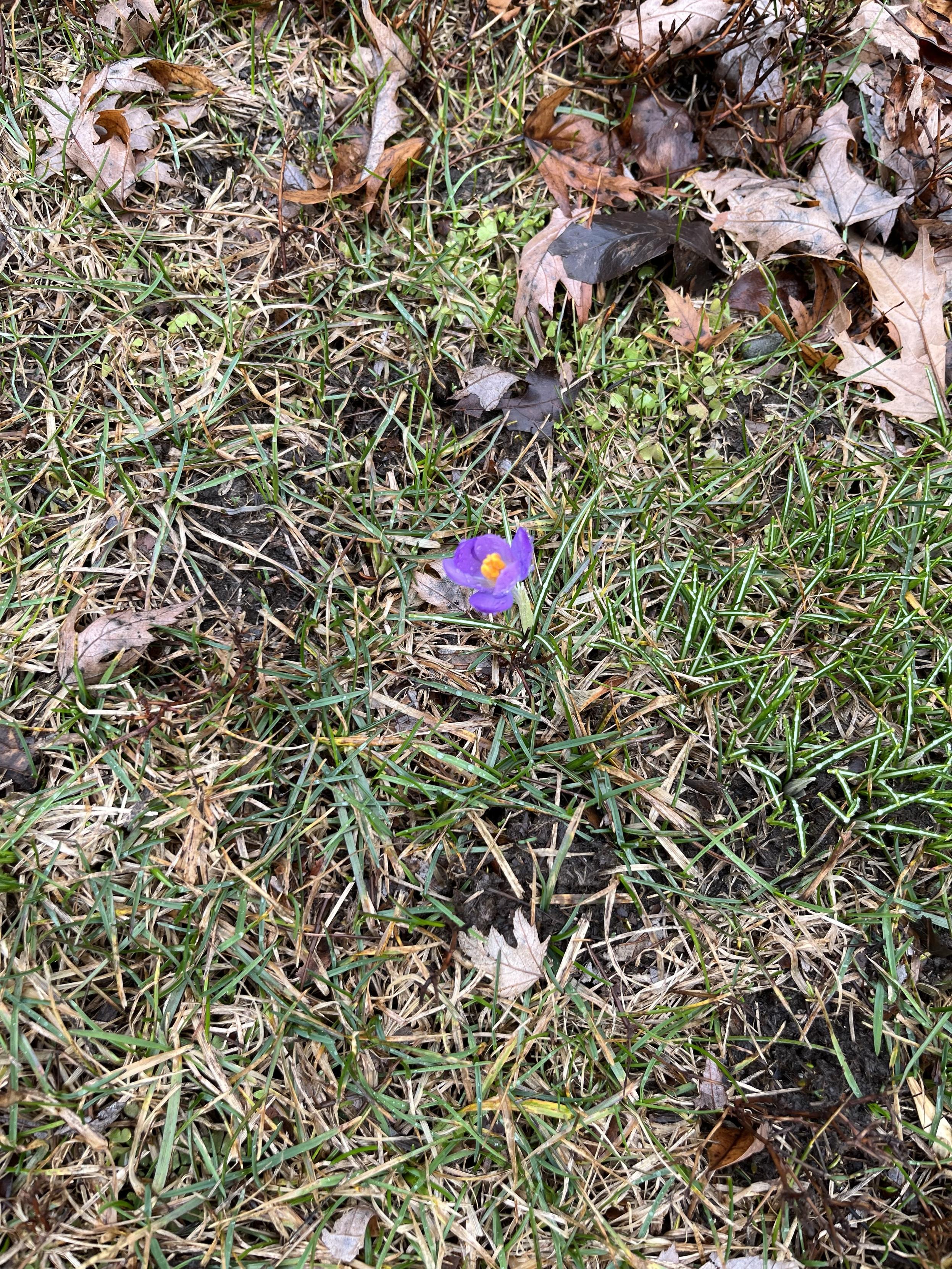 A single purple flower with a yellow center is emerging from the grass, surrounded by dry leaves and patches of brown and green grass.