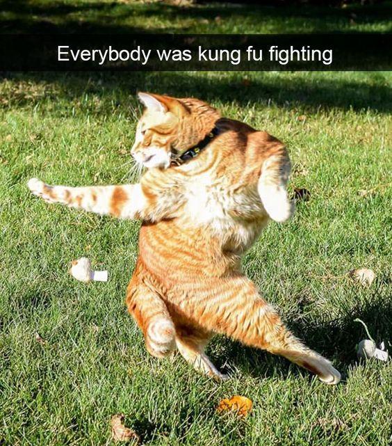 An orange cat in the garden, on its back legs, punching to the right. "Everybody was kung fu fighting".