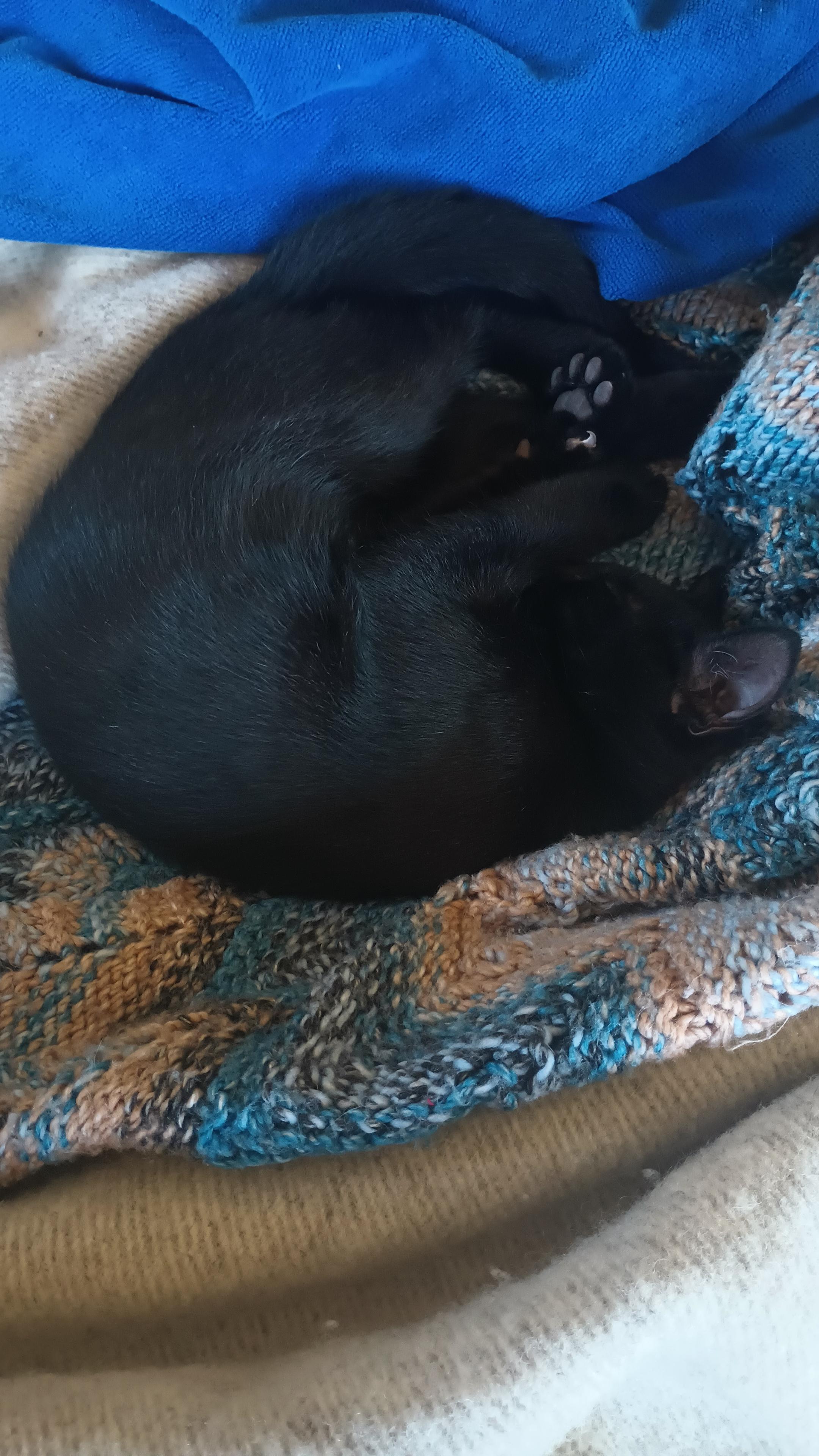A black cat curled up on a bed with one foot toward the camera showing his perfect little paw pads.