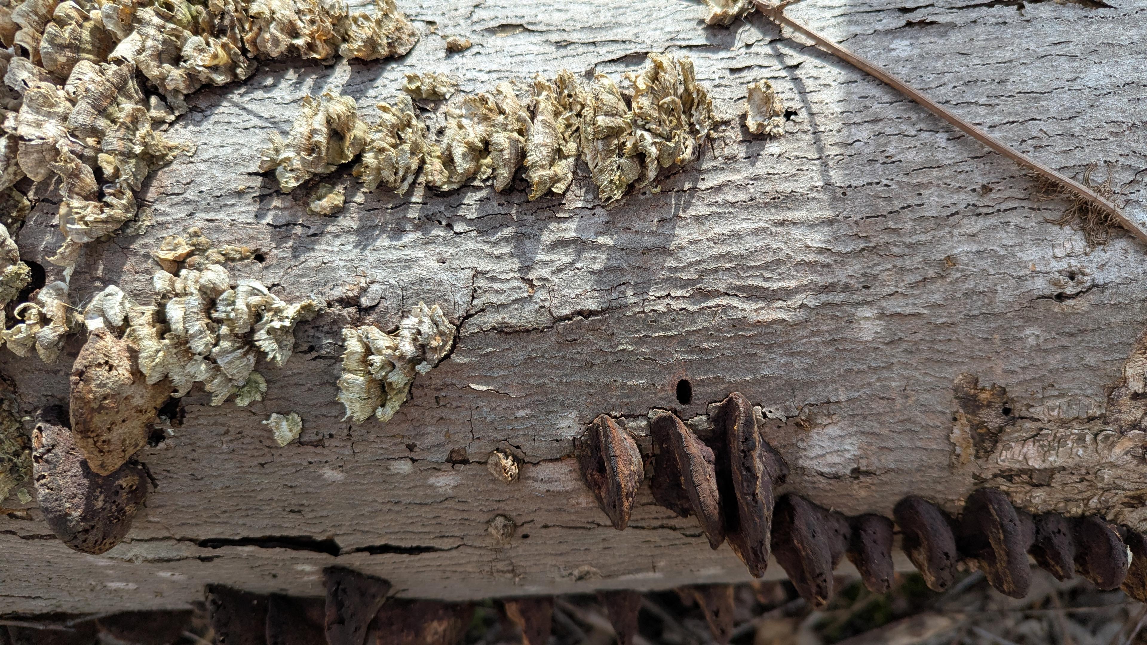 A log with some fungus growing on it, light colored fungus on one side and dark on the other.