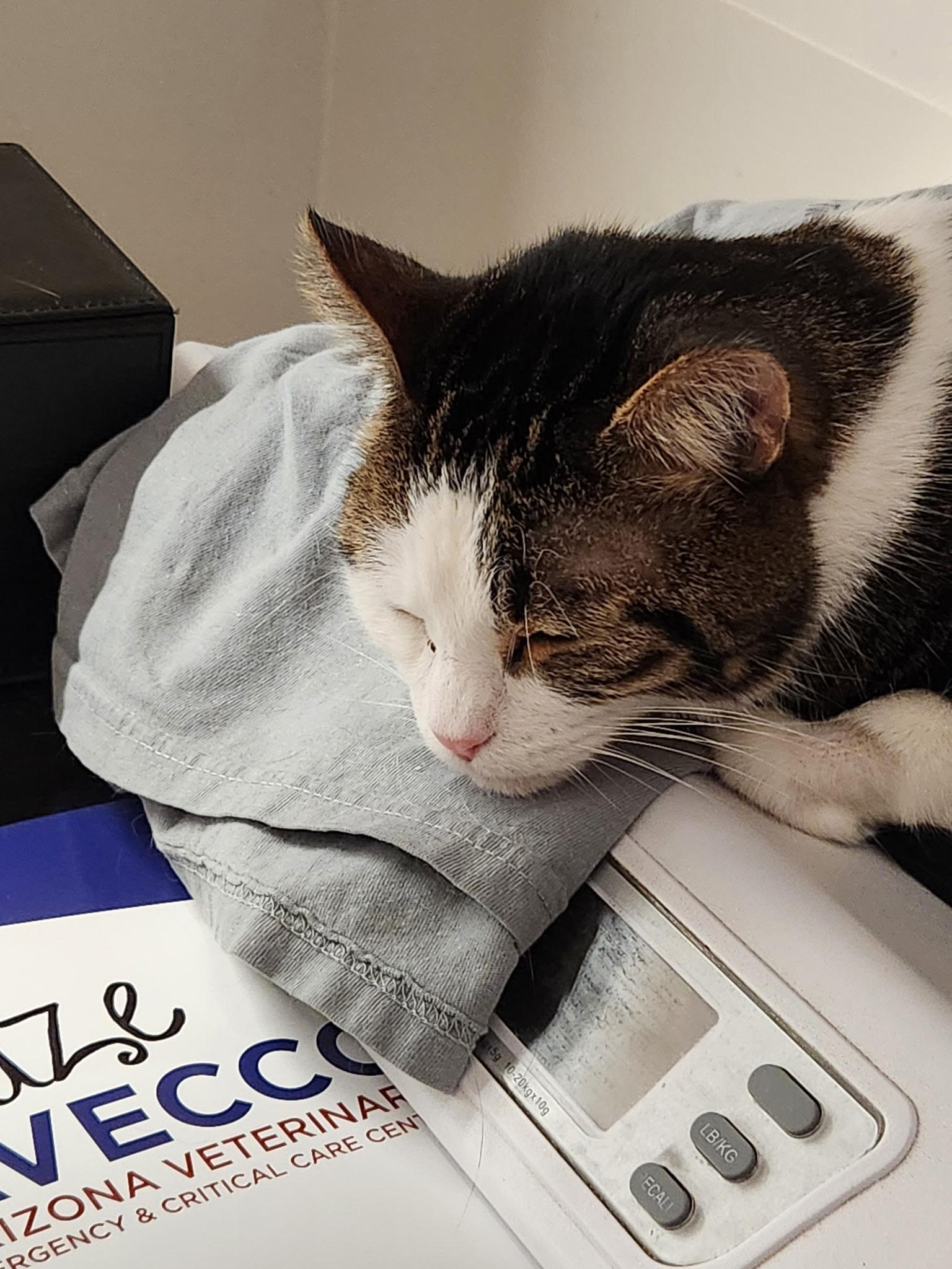 Blaze on a scale laying on one of my tshirts he likes.