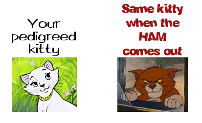 Two-panel meme:

1) Duchess the cat from the Disney movie "The Aristocats," labeled "Your pedigreed kitty"

2) Thomas O'Malley the cat from the same movie, ears back and eyes narrowed, labeled "Same kitty when the HAM comes out"