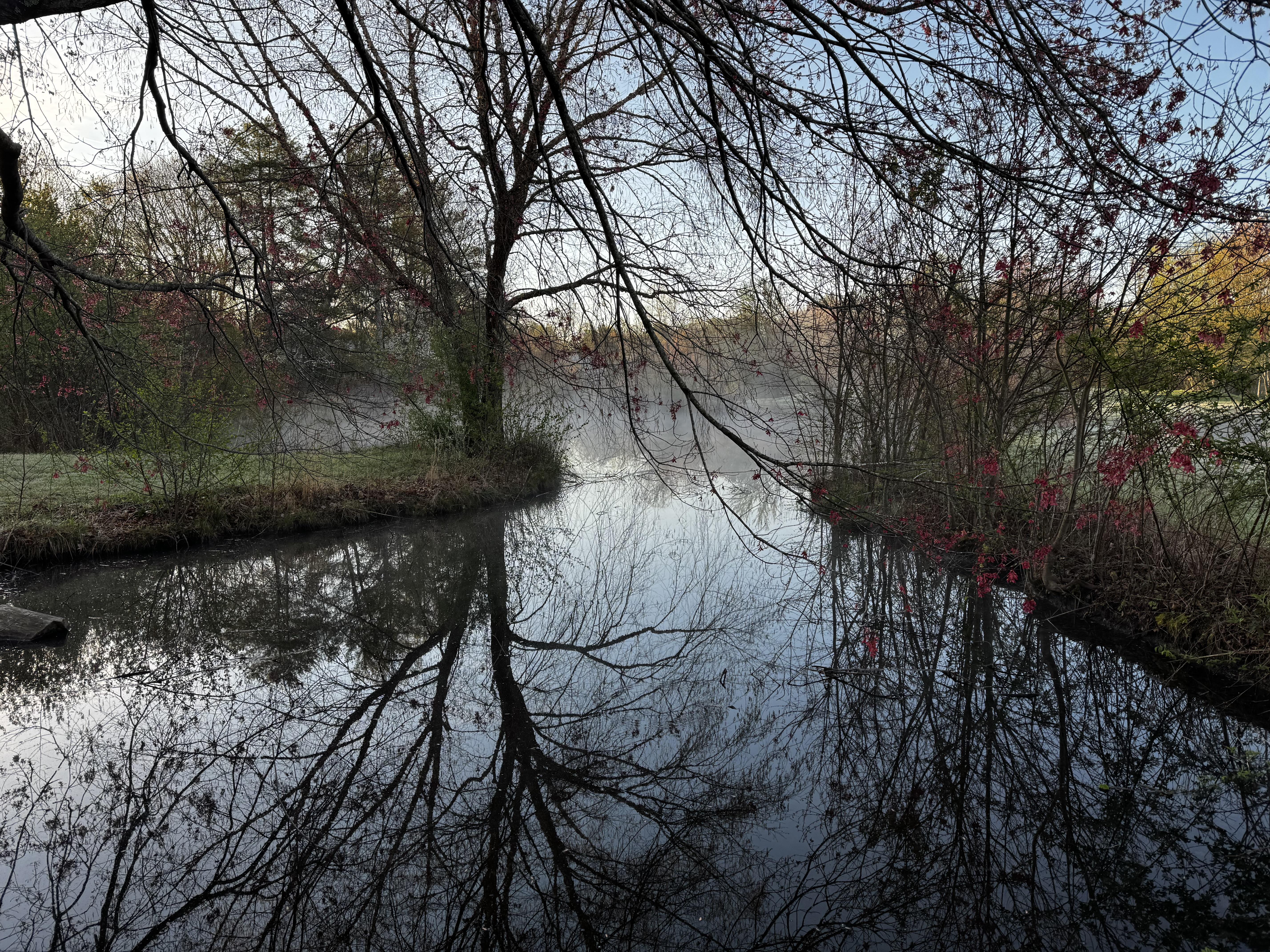 Okay, this is what's beyond the bridge:  more water, and a healthy amount of mist rising from it as the sun comes up.  Several trees trail their branches down into the water, and many shrubs stand upright on the right bank.  Beyond the creek one can see the sun lighting up parts of the open fields, where the frost will soon melt from the grass.  Timed this almost right, and only had a faceful of sun for a few minutes at the end of our winding path through the park.
