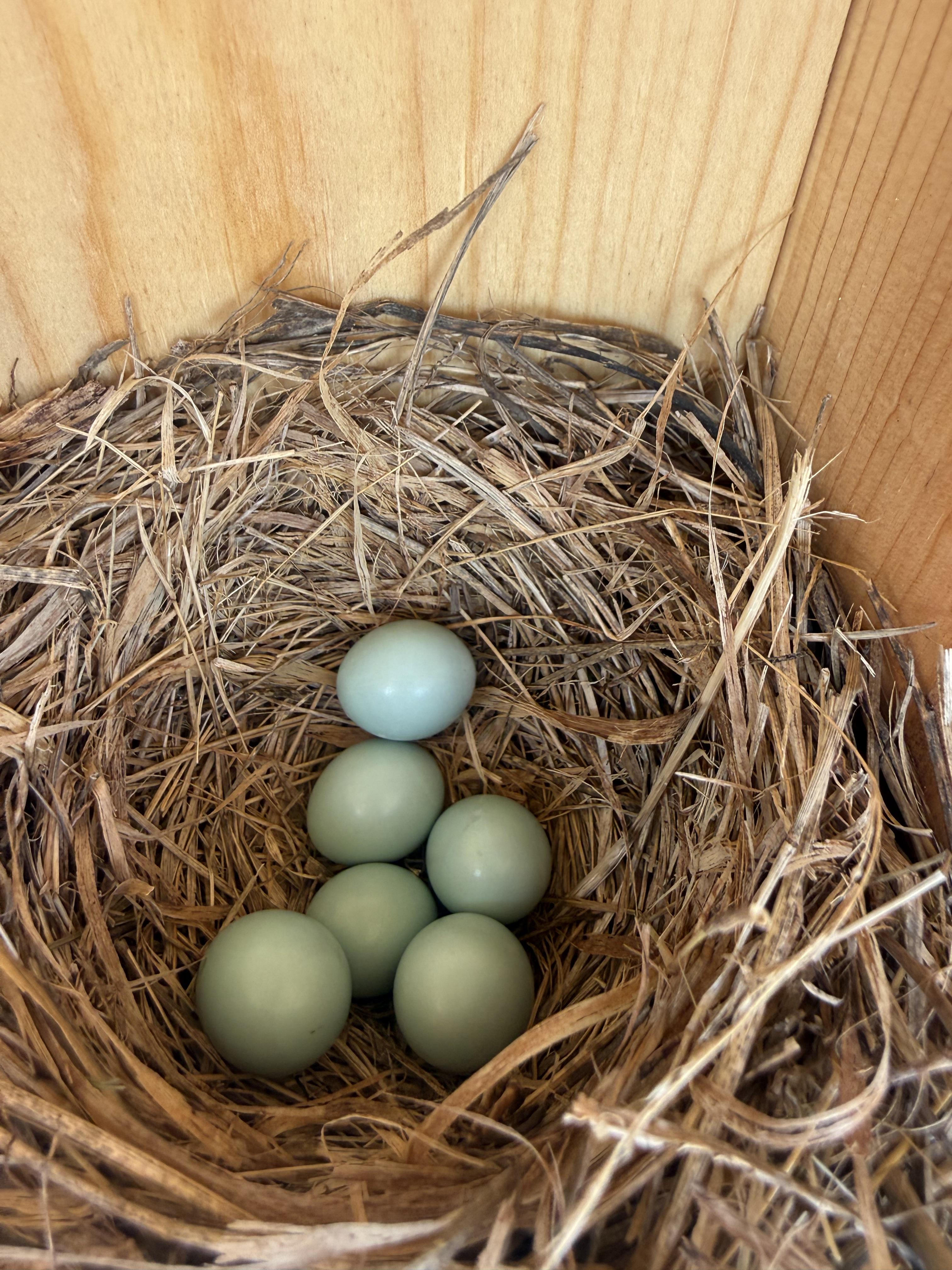 A grassy cup nest inside a pine box with six beautiful little teal eggs