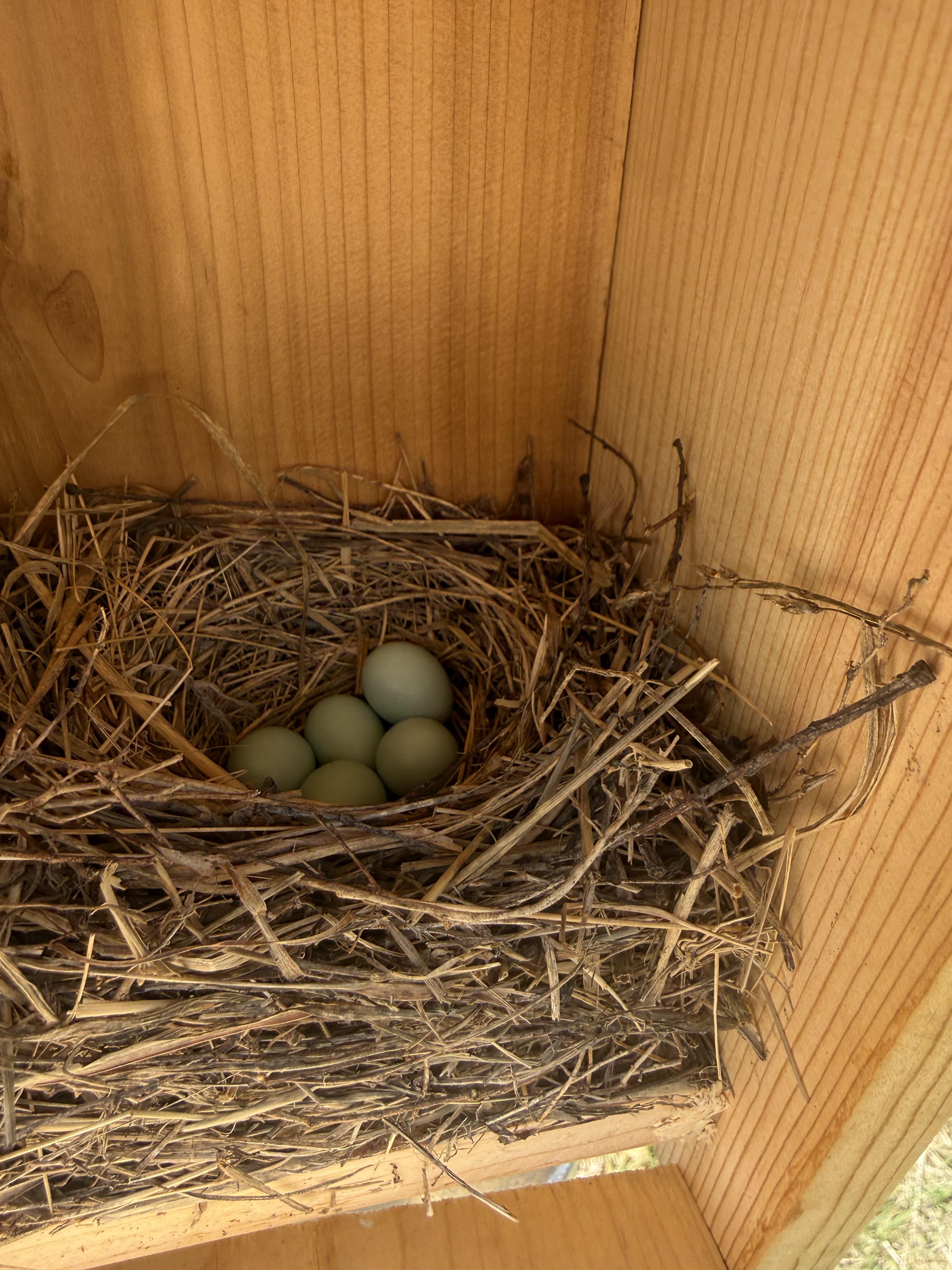 Another grassy cup nest inside a different pine box. This one only has five beautiful, small teal eggs. And the photo angle is not as a favorable.