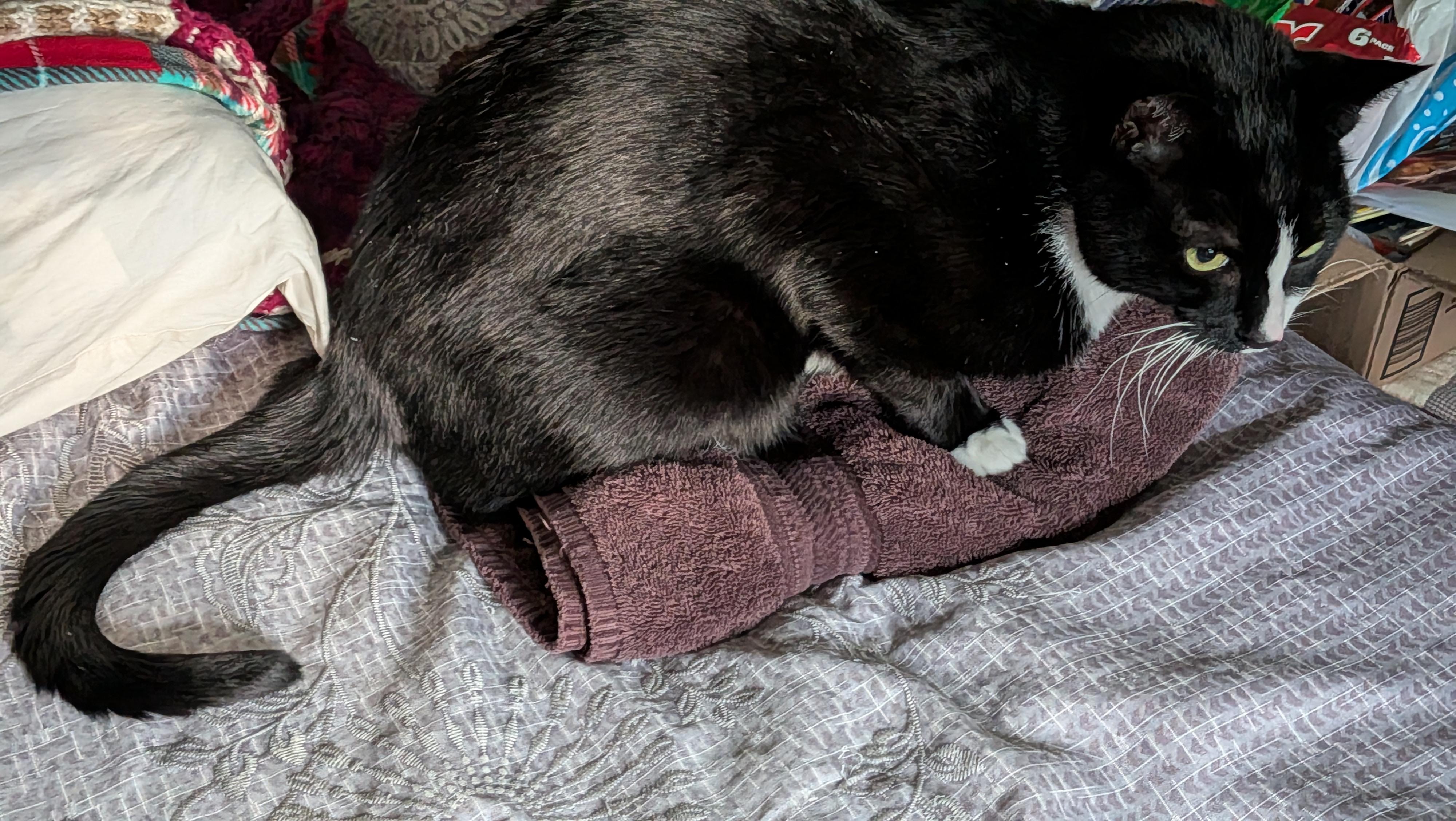 A tuxedo cat squats in an alert loaf position on top of a freshly folded brown towel.