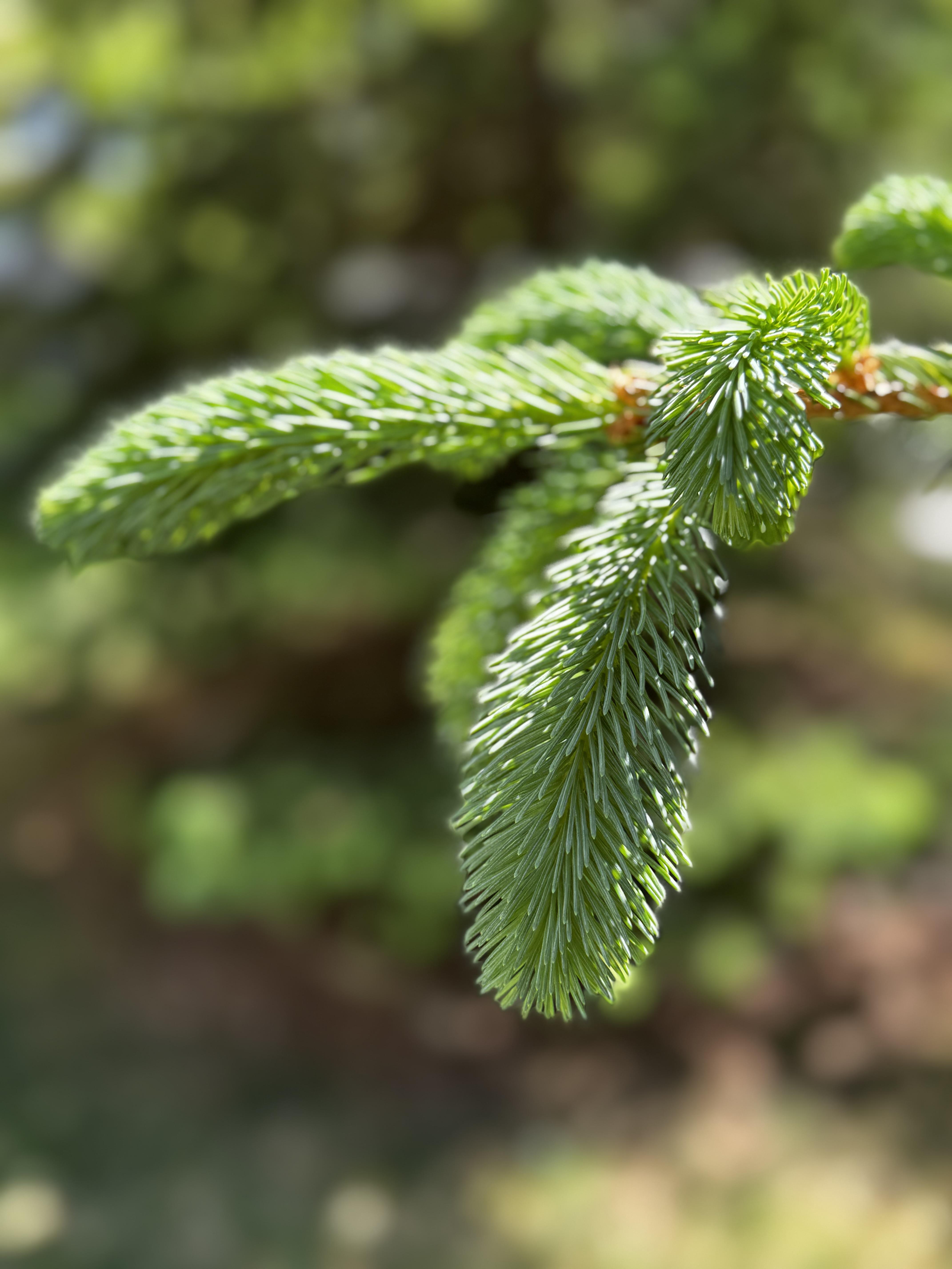 The growing tip at the end of a branch on the spruce, has 5 "fingers" of bright green, very soft needles, which definitely resemble the rubber filaments on a koosh ball.

This specimen in particular is happy where it is, and after 9 years is growing faster than I'd like.  All trees and large shrubs should be planted on wheels, so as they grow everything can be reshuffled to slightly better configurations.

At least it is happy.