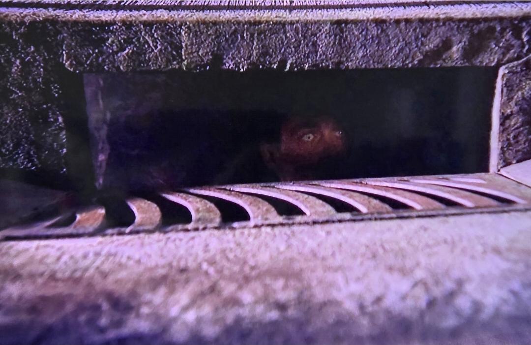 A man with light eyes creepily peers out of a dark city curb sewer slot. There's a metal grate in front of the rectangular opening.