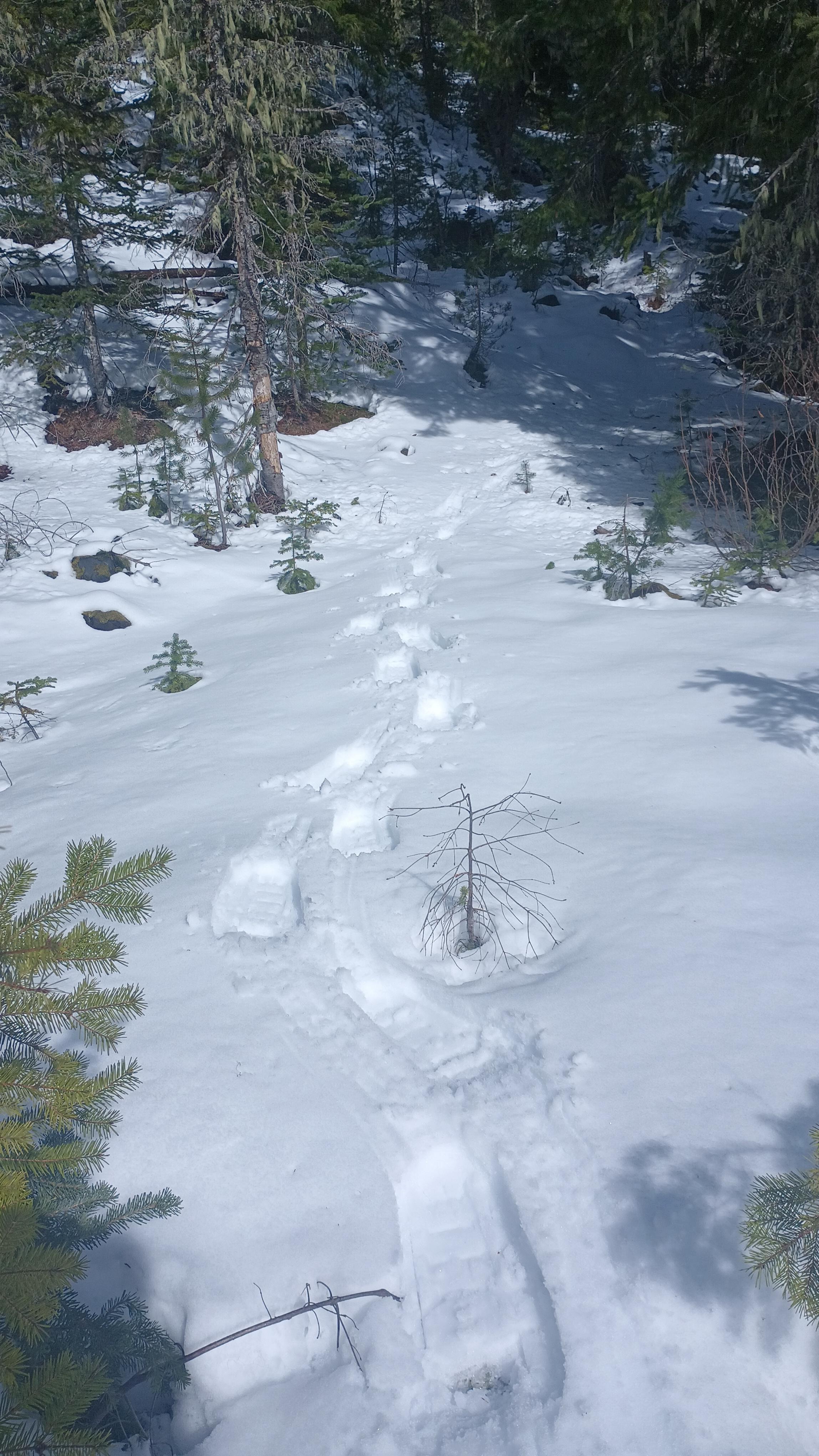 Looking back at my snowshoe tracks climbing a little hill in the forest.