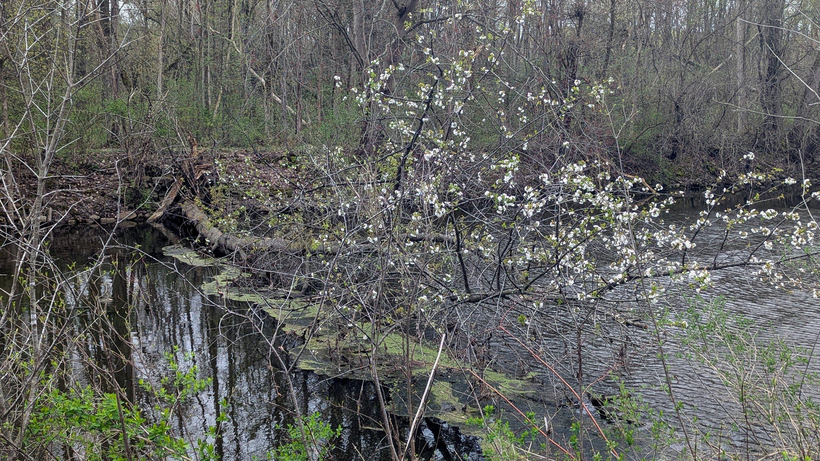 A tree, once growing at the edge of a canal, now fallen down across the canal; but it's sprouting green leaves and white flowers.