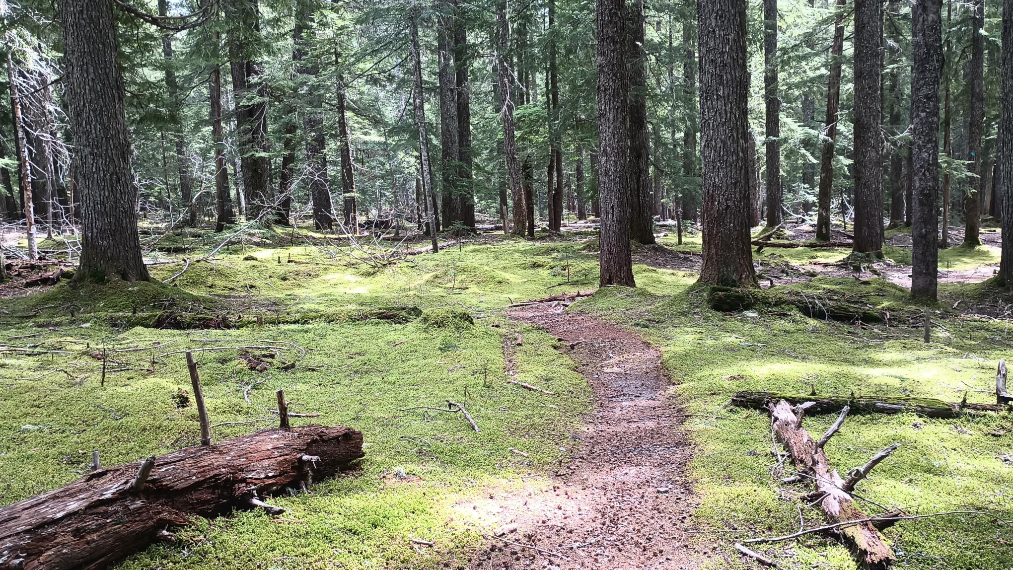 A brown path strewn with tiny hemlock cones leads through a forest of mature trees, the forest floor carpeted in bright green moss.