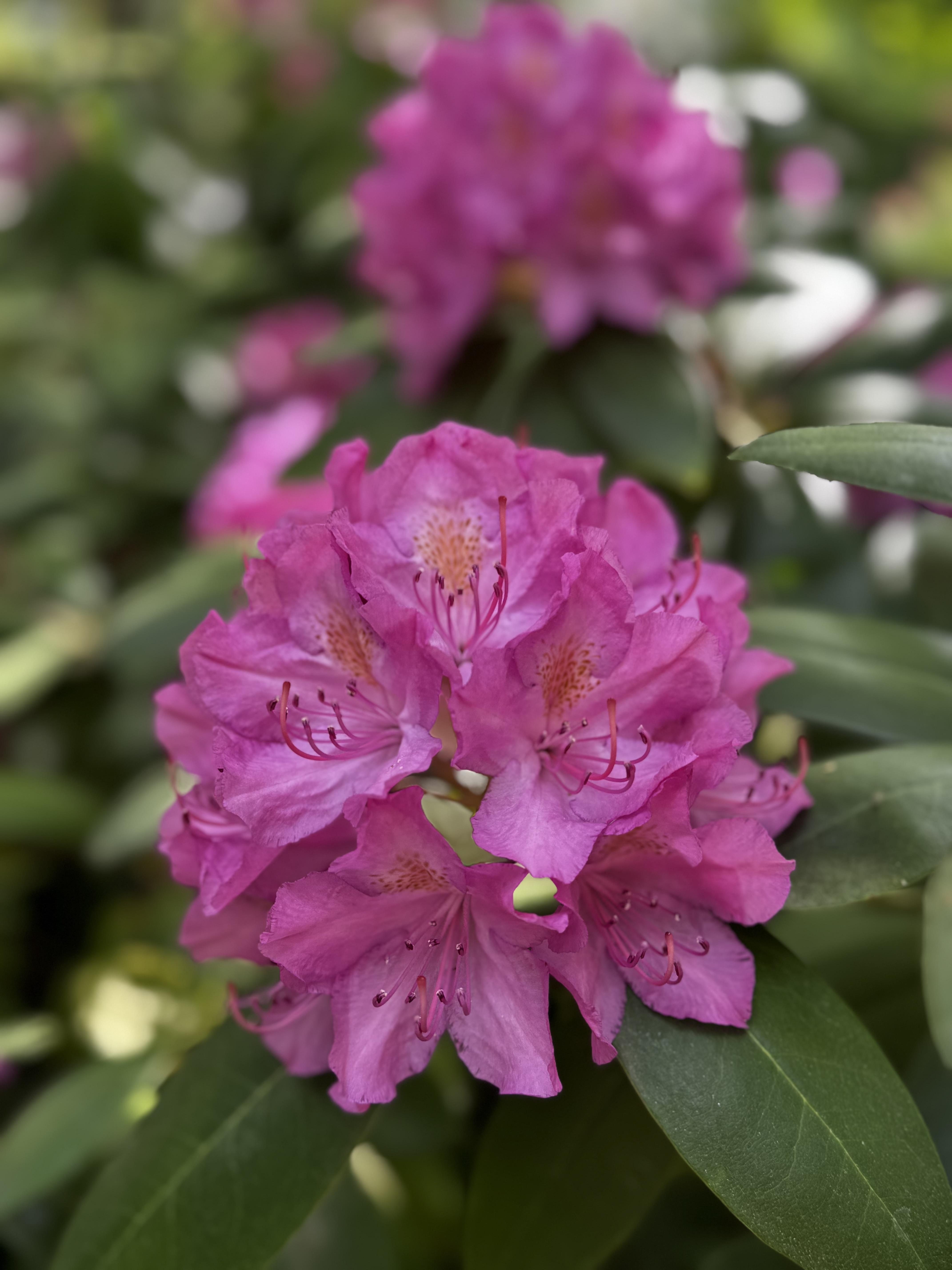 A dark pink or light purple bloom, made up of perhaps a dozen azalea-like flowers. The one in front is in focus, but the others and the shiny green leaves are blurred.