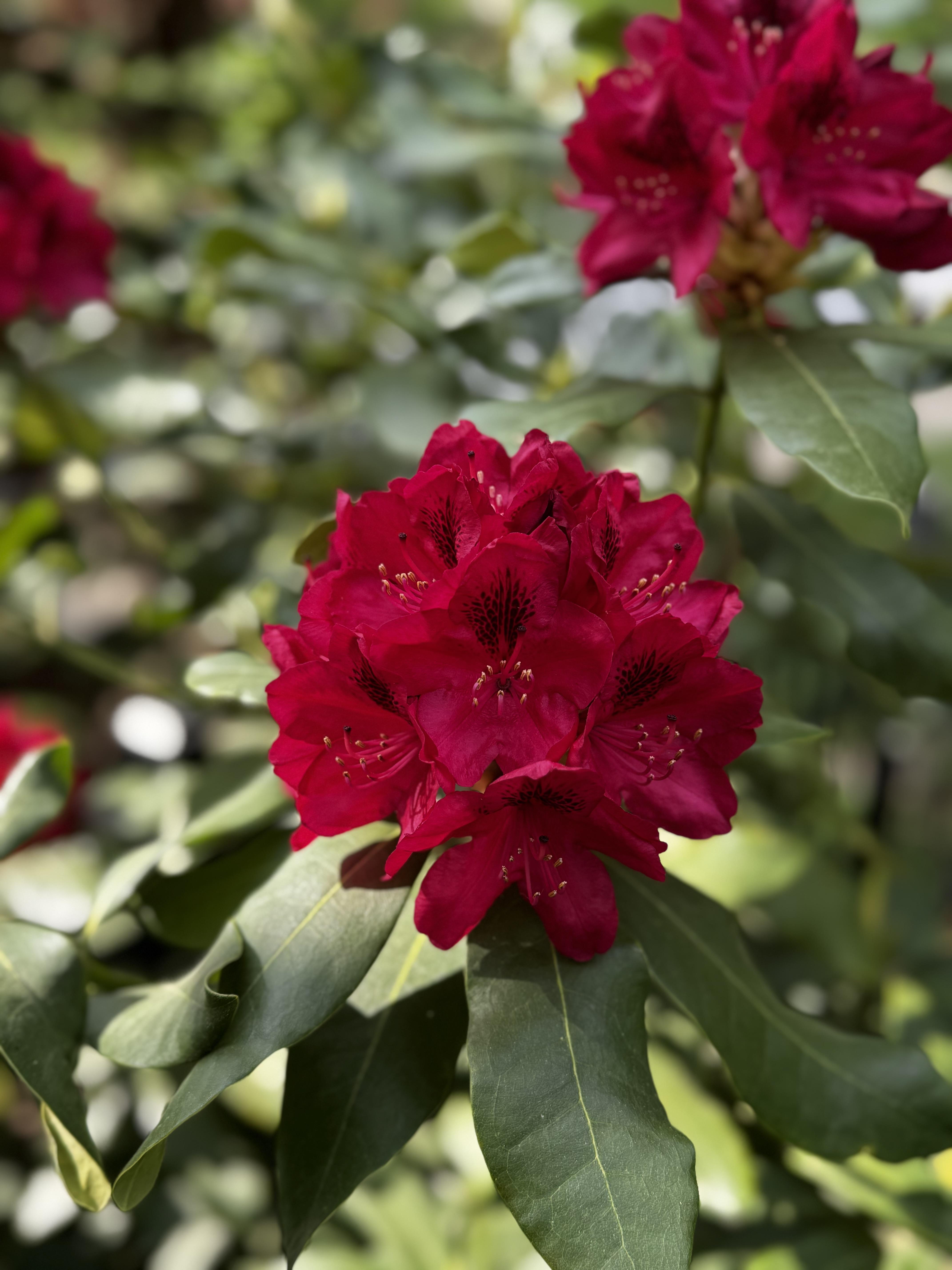 A crimson bloom of a variety I don’t recall, but we have several of these bushes along our fence. There are 3 small white rhododendrons in between and they have not bloomed in 3 years.