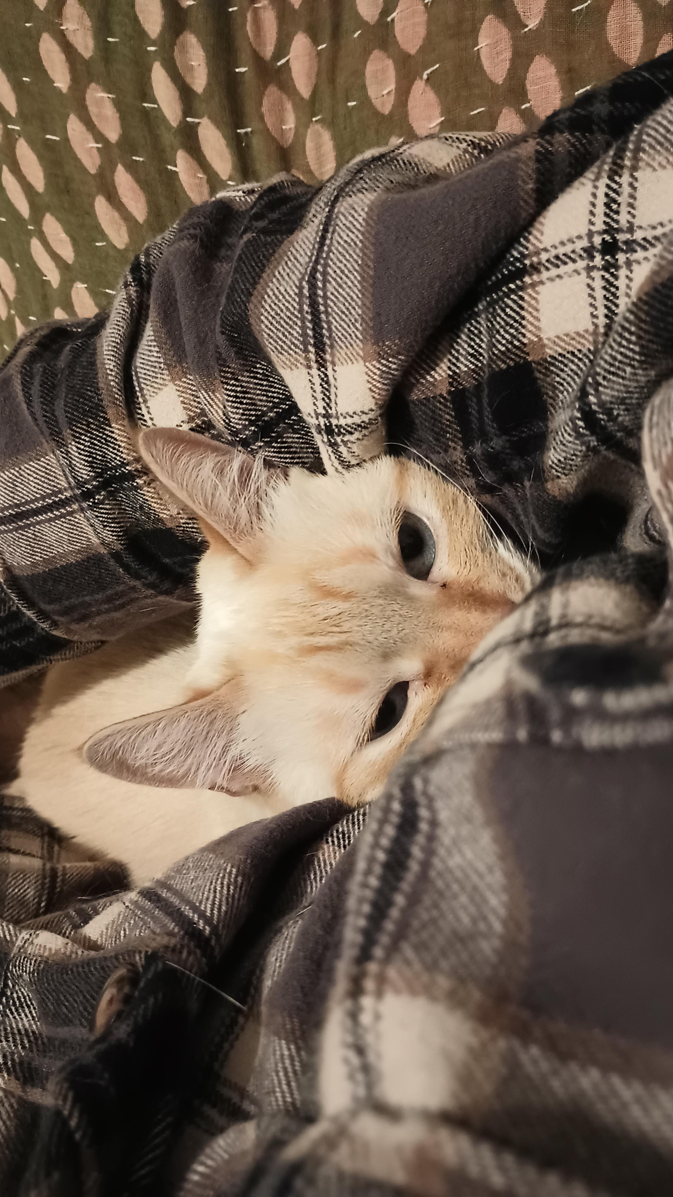 Our cream colored cat has happily wedged herself between my body and arm.