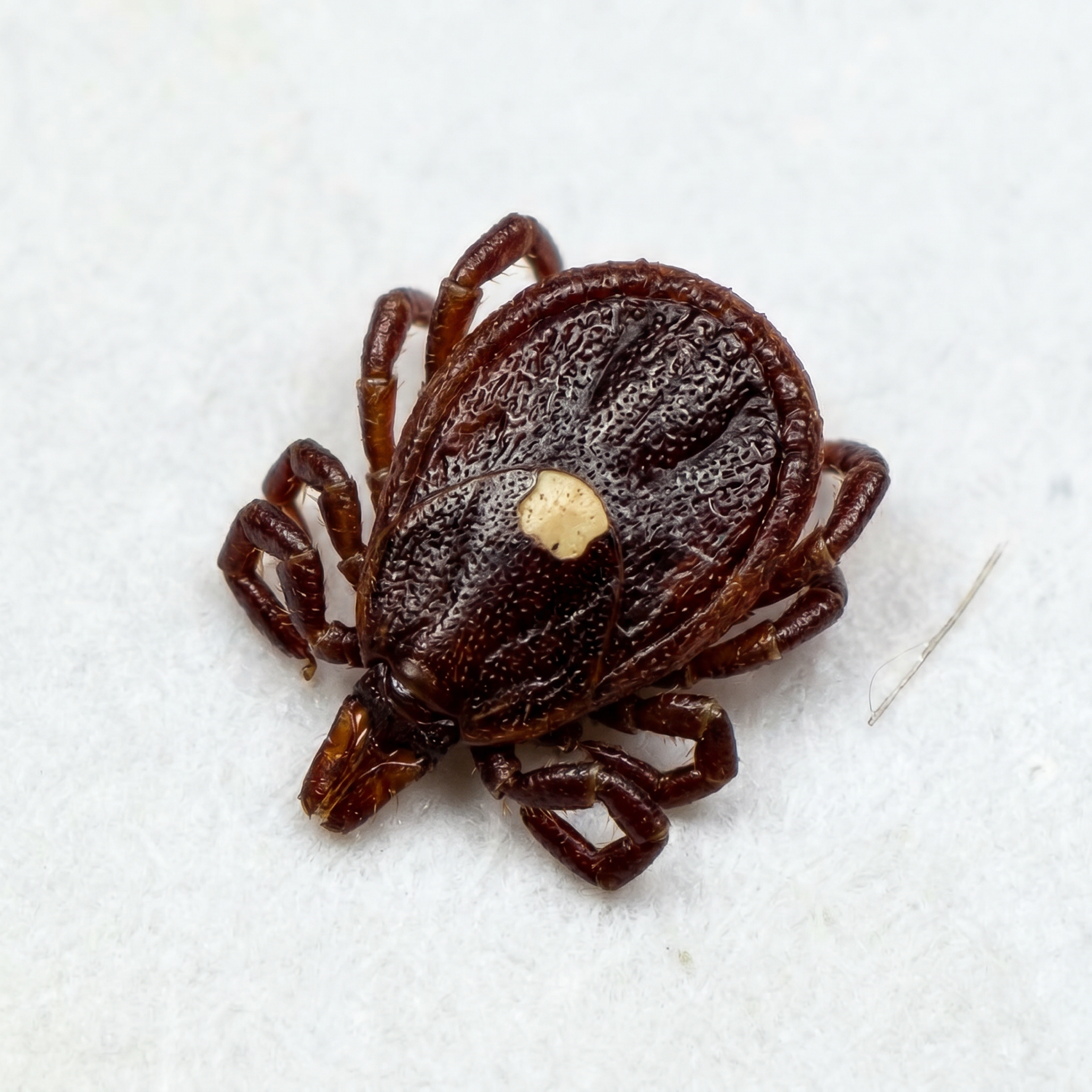 Factual photo of a Lonestar tick, photo enhance with AI