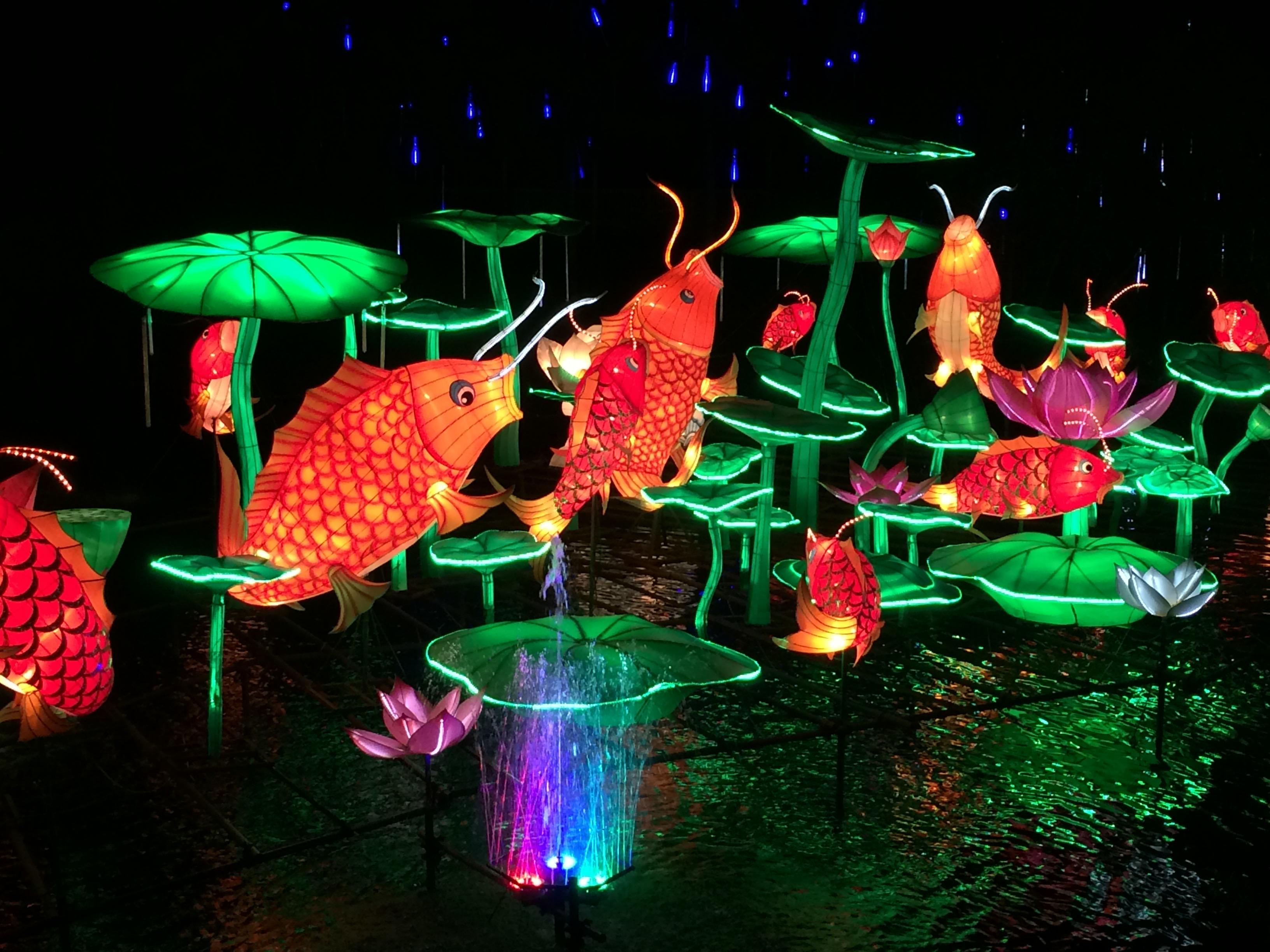 In the dark, an art installation of lighted objects, including (very large) water lilies in green, and gorgeous orange koi fish.  There are at least 10 fish in the photo, and some of the lilies also have pinkish-colored blossoms.  There is a water feature providing a lovely sound, and some blue "drops" of light falling from above.

The entire park had areas like this, from dragons and birds and many, many flowers to dinosaurs and balloons.  We only went to this event one time, but it was amazing.