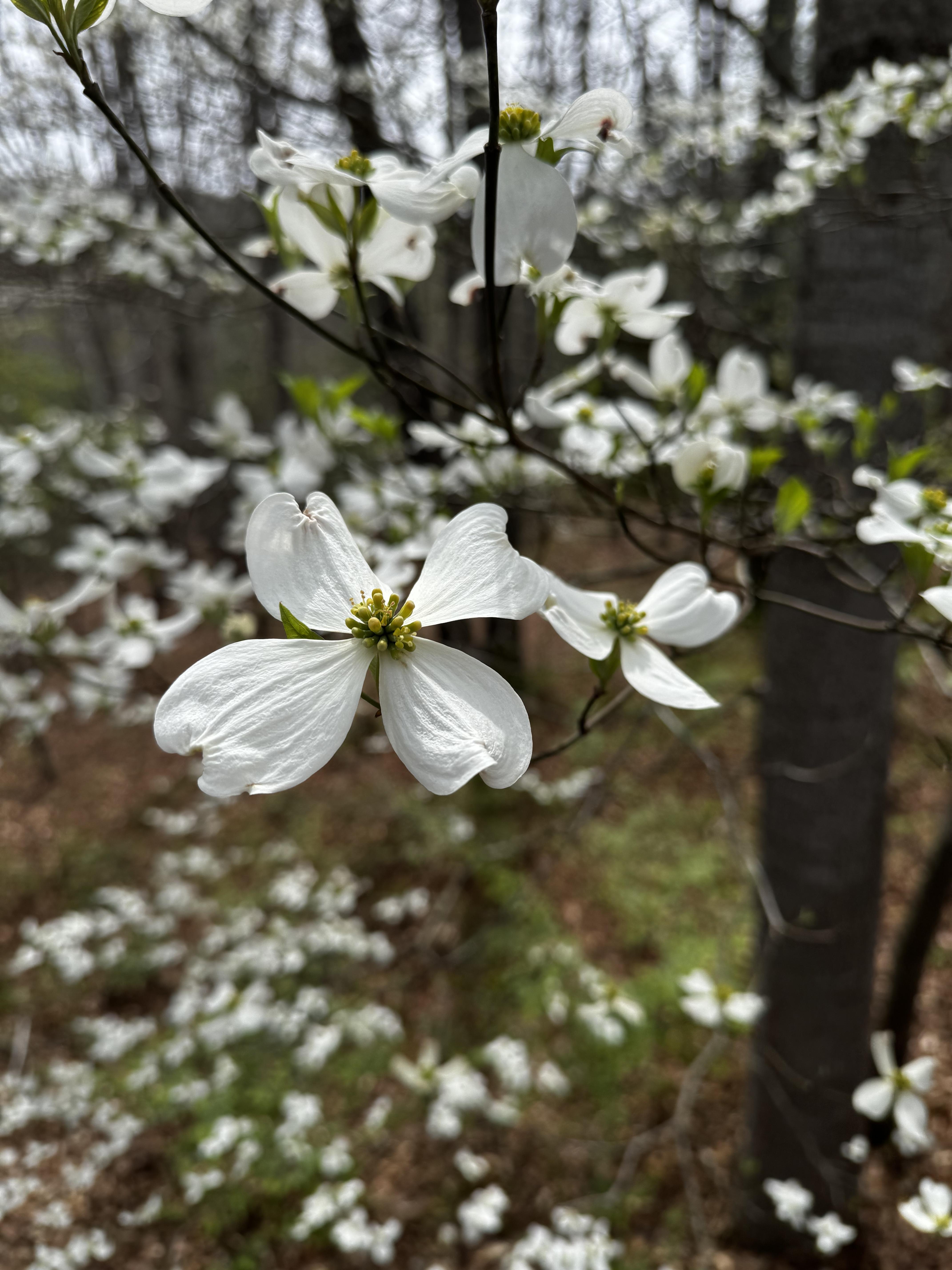 A white dogwood, blooming at the North Carolina Arboretum on April 6, this year.  The tree itself (and all the others around it) is still bare of leaves, but the incredible heat has certainly changed that by today, as it looks almost like summer around here.