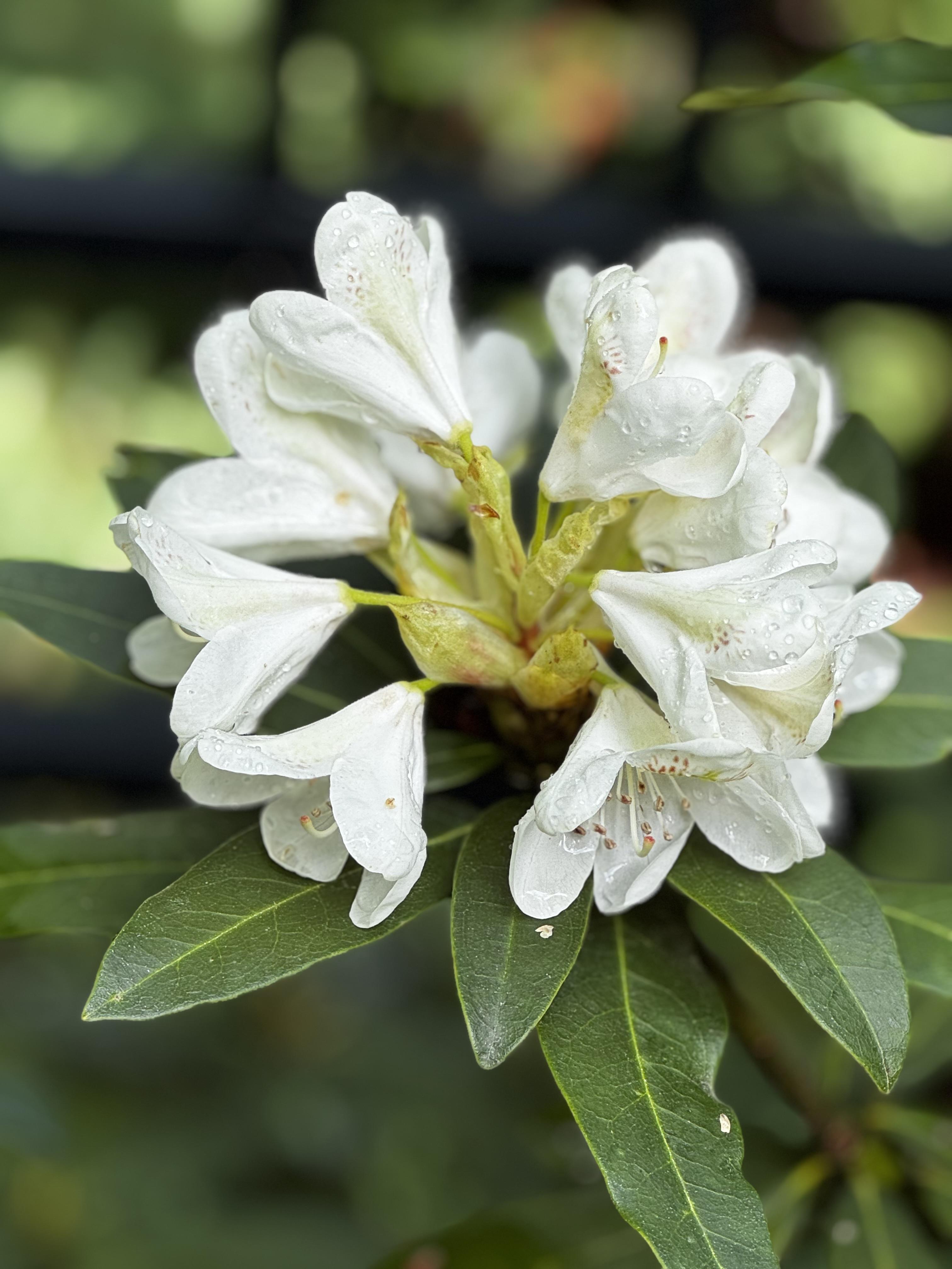 A white rhododendron flower, about 80% open.  These bushes have not flowered in the last 3 years, so it's quite the treat.  The brighter colored ones that surround them have been happily blazing away.

The bloom, which is a globe-shaped mass of azalea-looking blossoms, is in focus in the center of the photo.  We had some rain yesterday, and droplets are still visible on the white flowers.  The dark green, shiny leaves make a handsome backdrop.