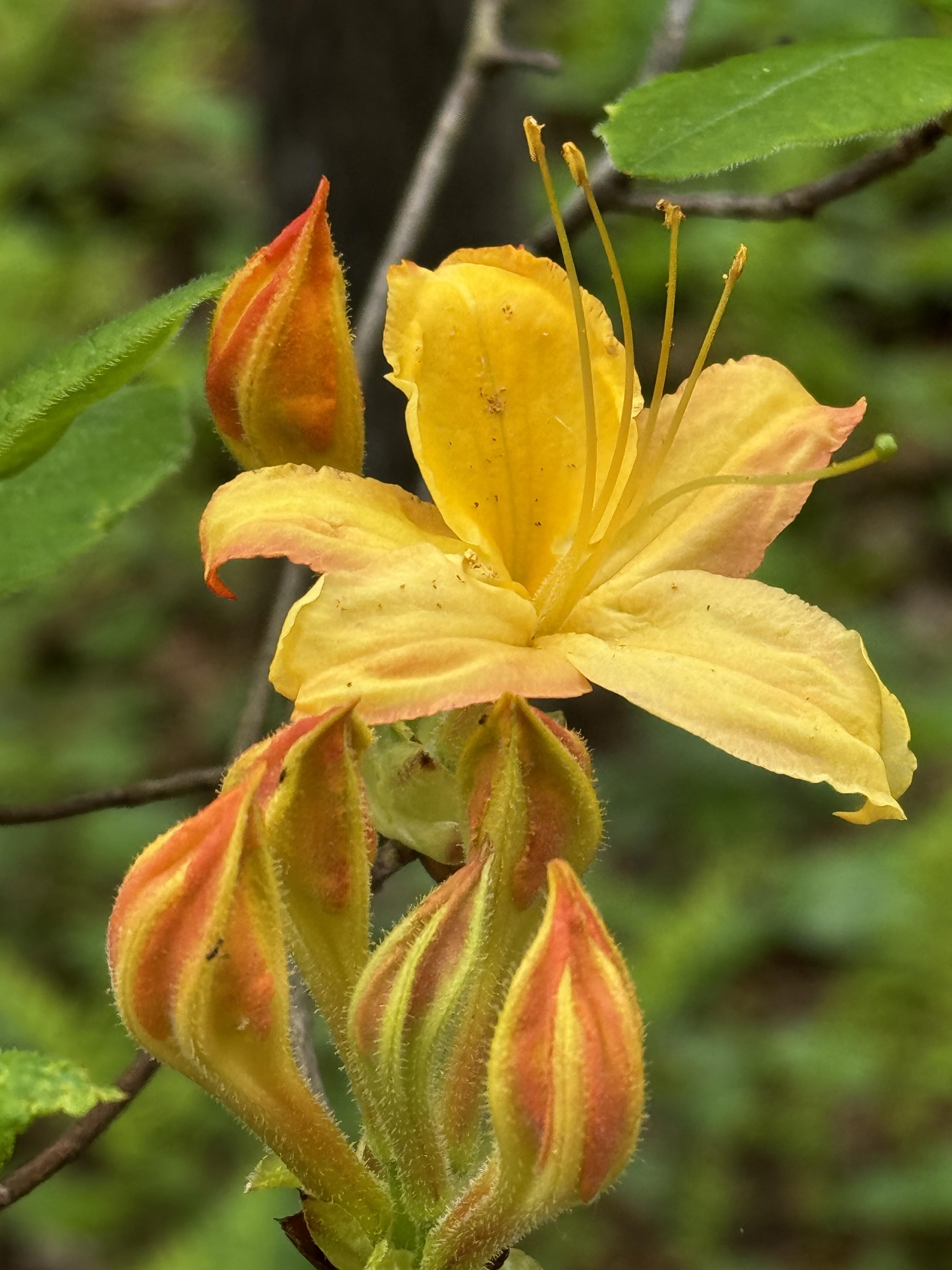 A yellow-orange azalea blossom is surrounded by several unopened blooms.  It is a vibrant color, and is backdropped by green leaves.
