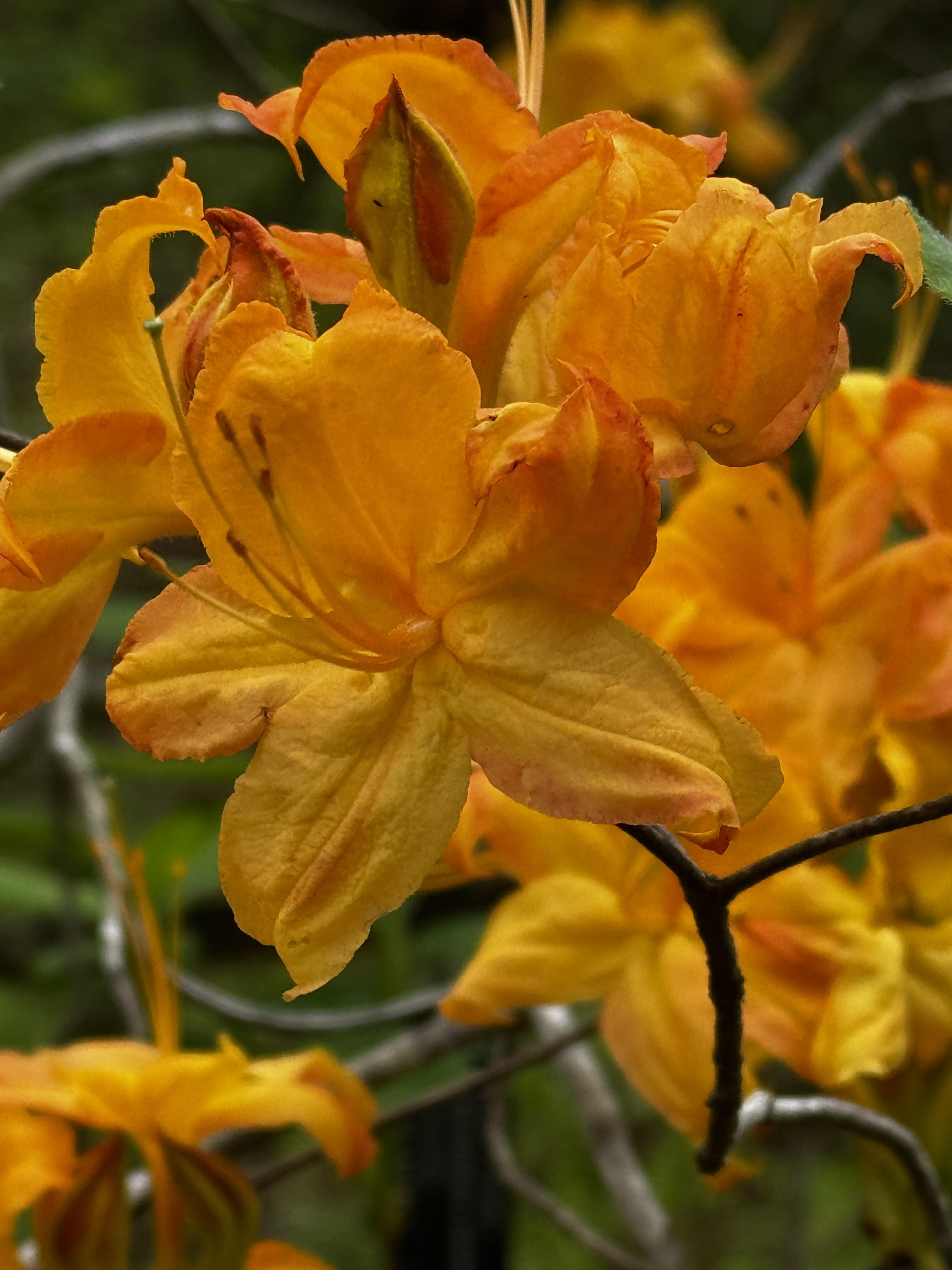 A large cluster of very orange blossoms on a bush here in North Carolina.  This is my favorite azalea, and it is a native one.  If you're lucky, you can see them as you drive along the Blue Ridge Parkway this time of year.