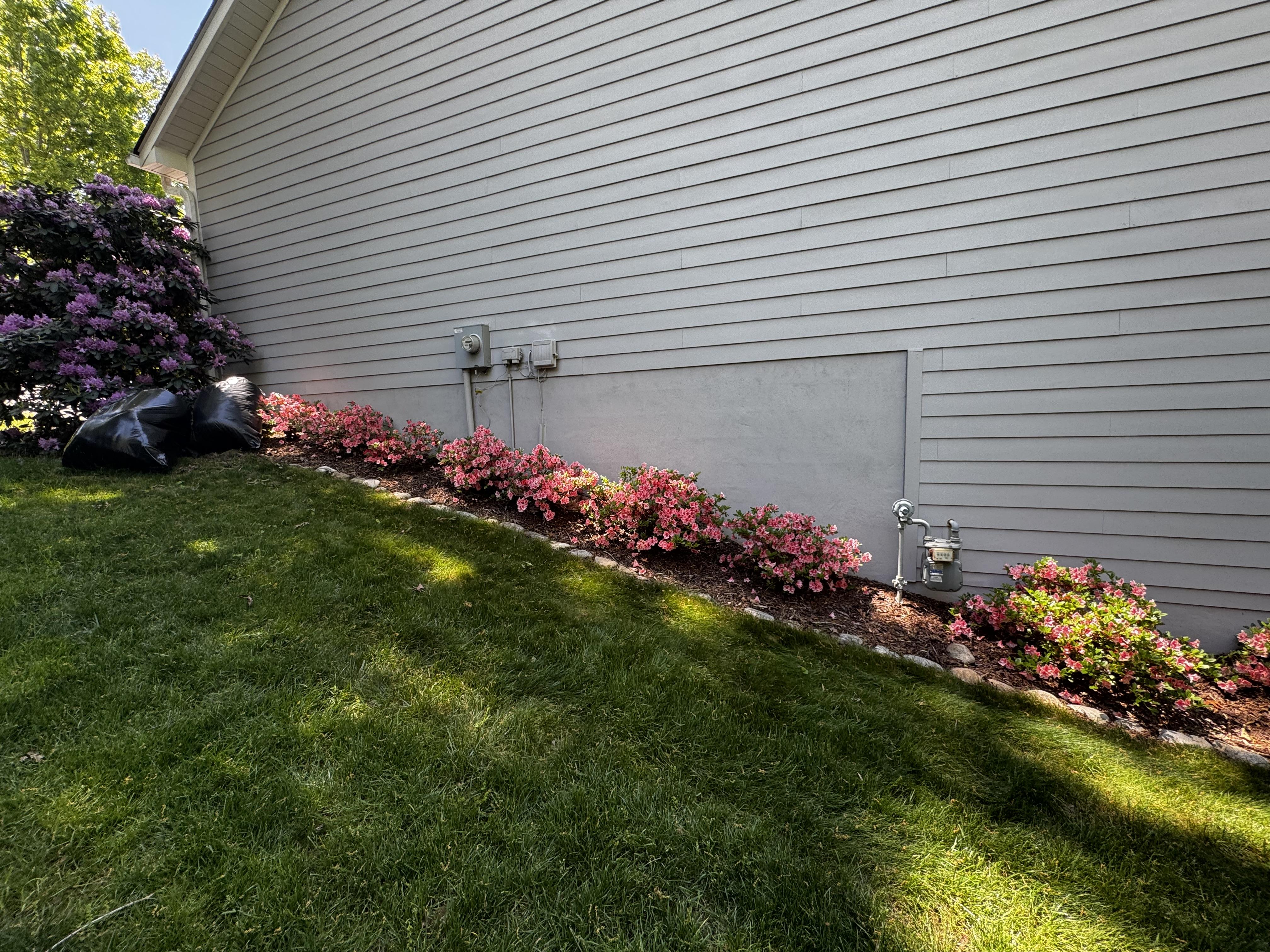 The side of our garage, showing the vigorous slope of our property, and a row of about a dozen dwarf azaleas.  They are a beautiful variegated peach/pink color, and they never fail to put on a show.  A month ago, the plants all looked dreadful, but now?

The photo shows a green lawn up to a row of river rock enclosing a narrow bed of azaleas up agains the foundation of a grey home.  From the front of the house to the back of this photo, the land has probably dropped off a good 10+ feet.