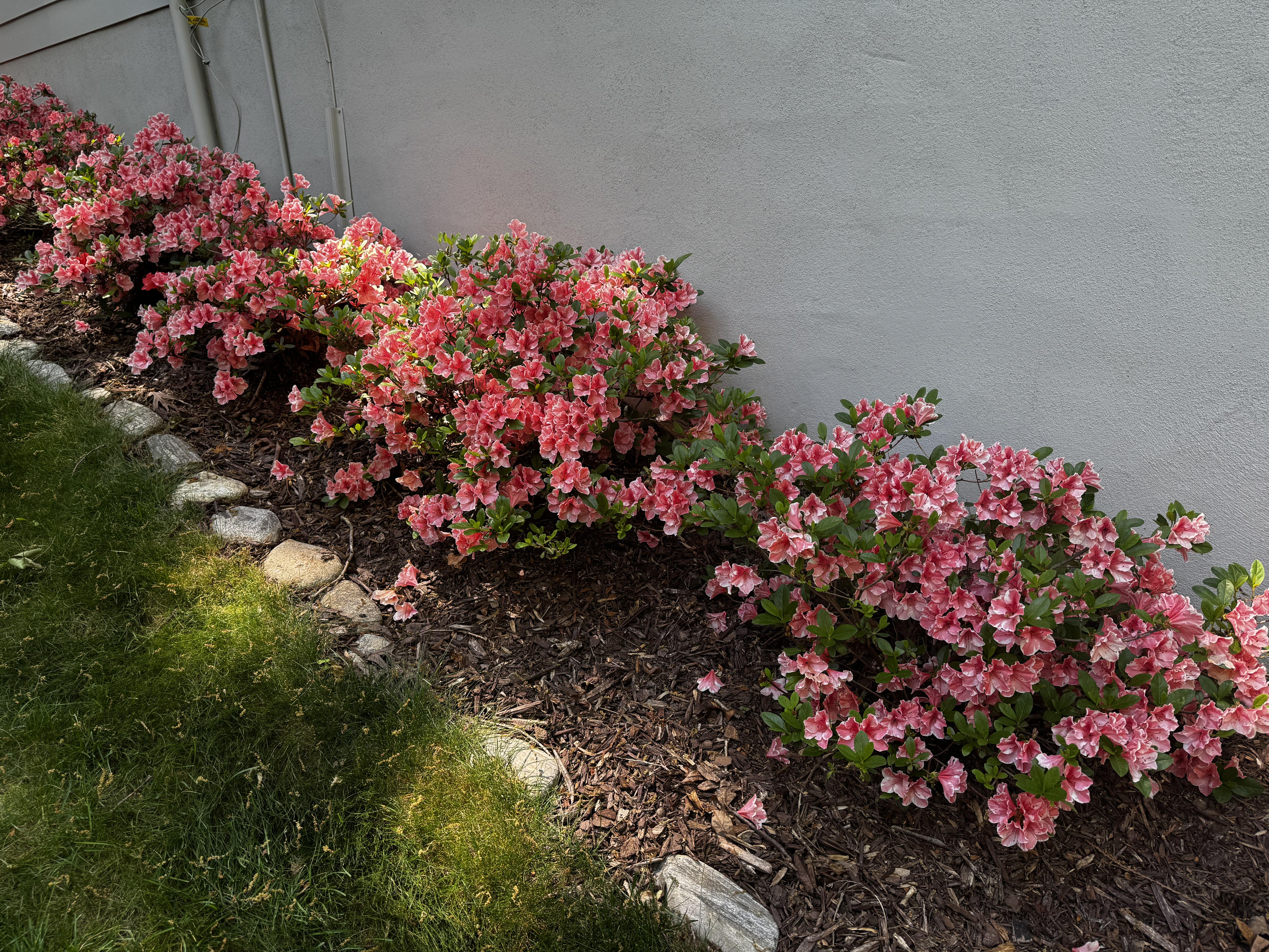 A closer look at these azaleas, which have a pinkish/red throat and a much lighter pink or white ruffle around the edge of each blossom.  We rather put this bed in so the neighbors would have something to look at, but as they keep their garbage cans out on this side of their yard, I'm not sure why we bothered.

And then I bring something up this way from the backyard, and remember why.