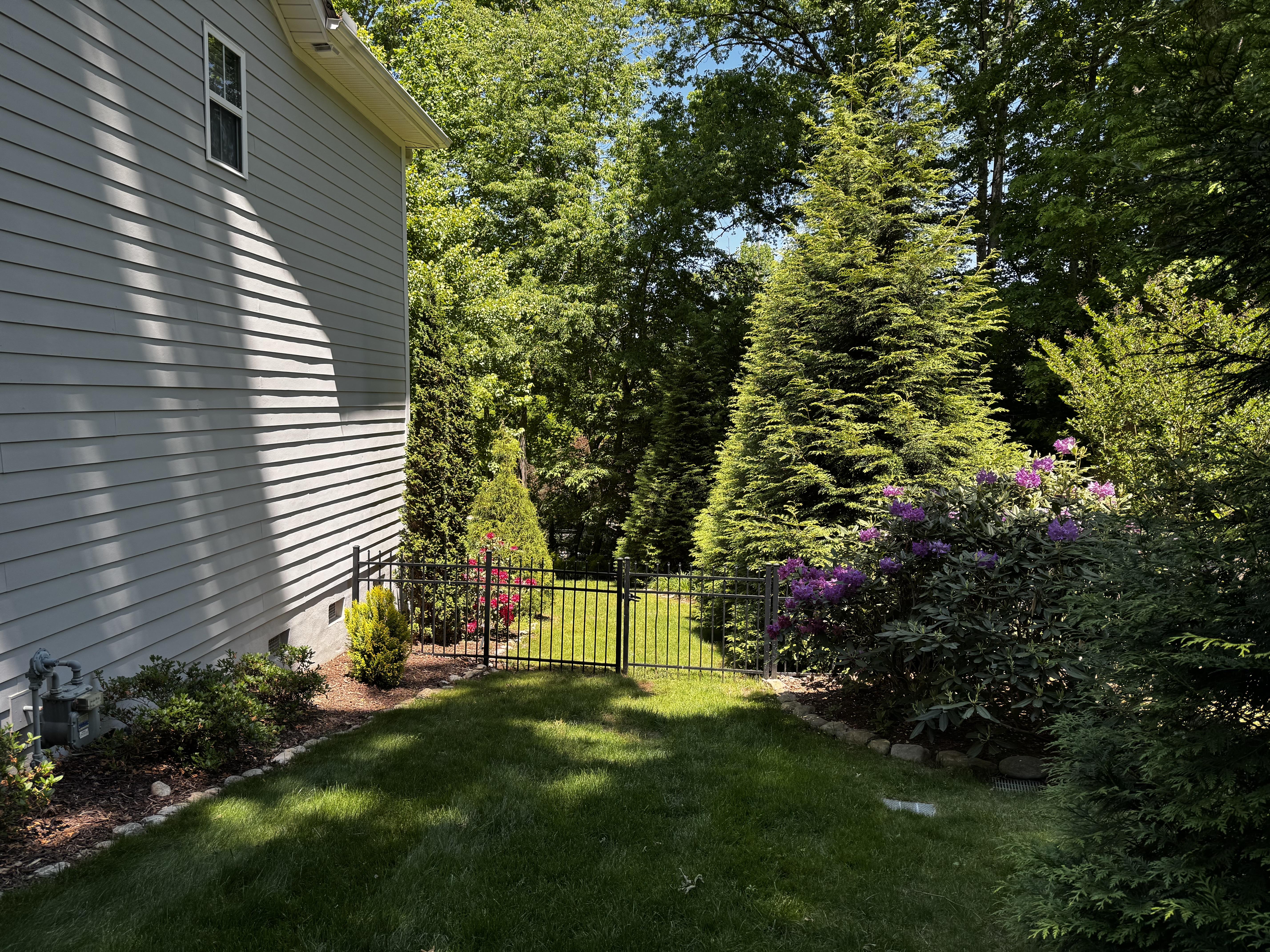 A pretty view down a side of the house I don't see regularly, on a very nice May day with temps around 65F and no humidity.

The row of azaleas against the garage have been and gone, but now the darker purple rhododendrons are in bloom on the right side of the grass outside the fence, while the little fuchsia one is putting on a show to the left inside the fence.

Large, overly-healthy arborvitae make an enormous hedge along the inside of the right side of the back yard.

Everything is very green and healthy-looking, as we had a good amount of rains this week.