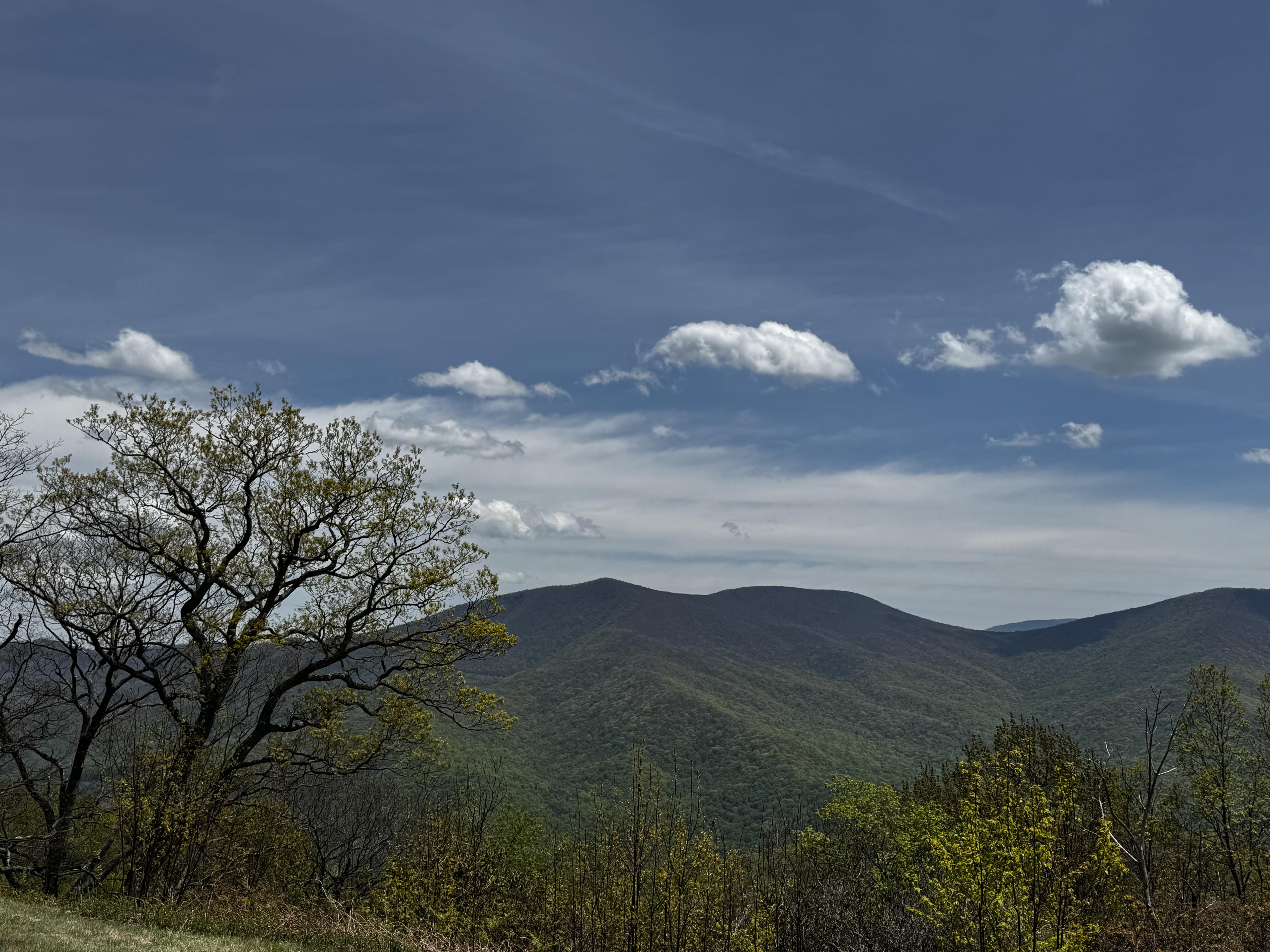 A view from an overlook along the Blue Ridge Parkway west of Asheville, NC 12 days ago, shows a long view of a few of our ridges of mountains rolling into the distance, and a blue sky fading to white at the horizon with a few light clouds.

At this point in spring, the heights here, over 4700ft were mostly green, but not fully leafed out, as the one near oak to the left which is only now opening its leaves demonstrates.  This day we drove far enough to get another 1000ft elevation, and trees were still bare, a full 2-3 weeks behind where we are at home, at 2160ft.  And it's always so much cooler!