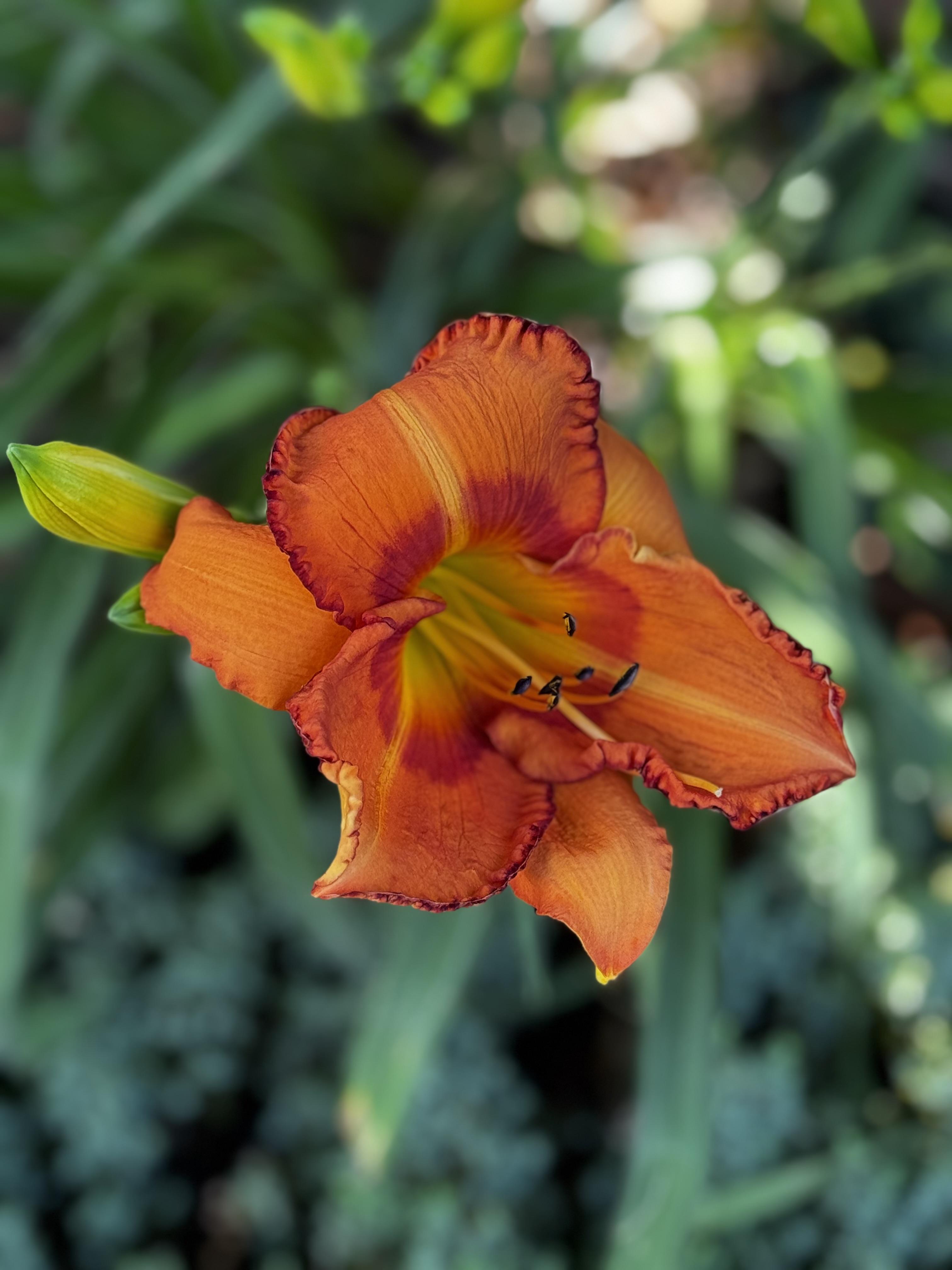 A single blossom is vibrant against the green background of its leaves and the skip laurels behind it.  Described as a hot deep orange, with a red eye and rims, it is a very vibrant bloom.  I hope the deer allow it and it's brethren to bloom a bit more this season.