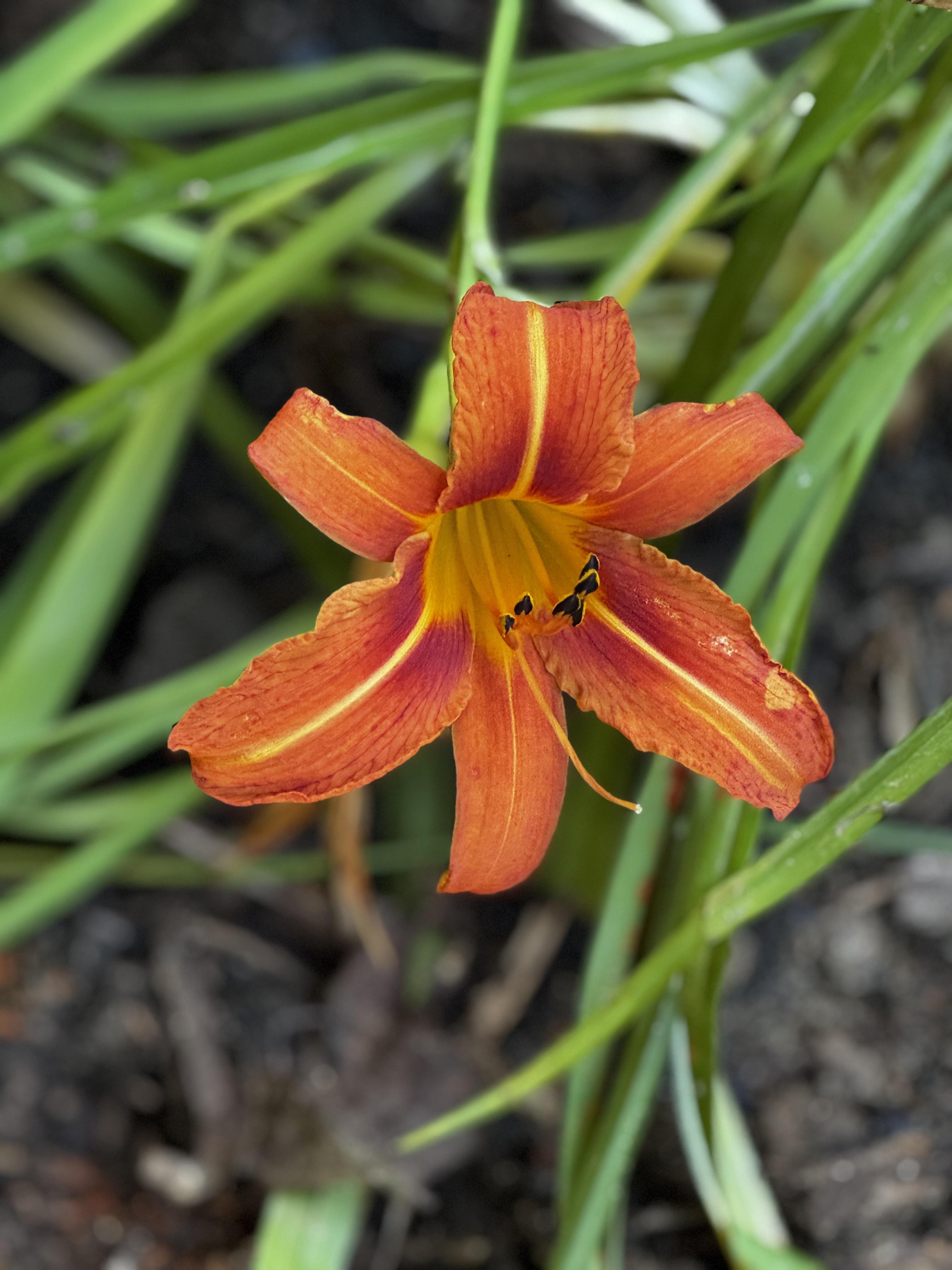 The standard industrial orange "ditch lily" which is still a very handsome flower, and frequently massed along interstates in the US.  It has 6 very long, separate petals which look a  bit like an opened orange banana peel, with a yellow stripe down the center of each petal.  If it wasn't so common, it would be a valued varietal.  Behind the blossom are a mass of green leaves, with luck soon to produce other flowers as well.